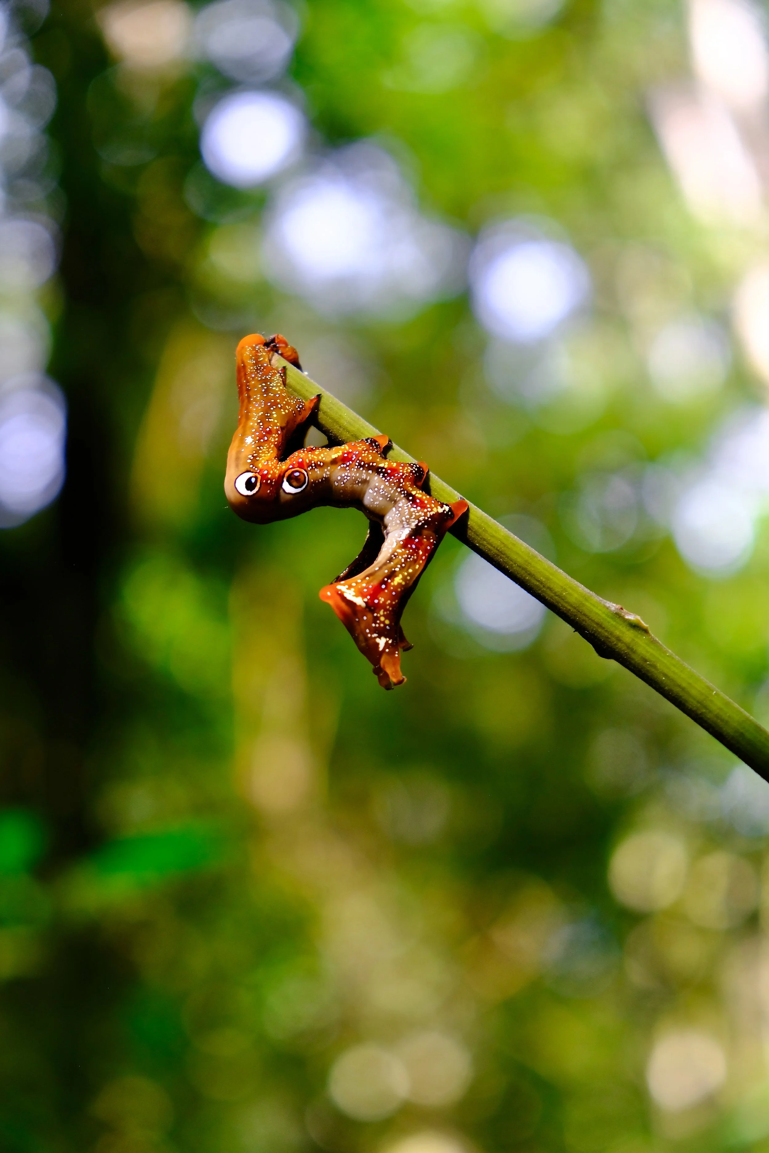 Kibale National Park, Uganda, 2022. 