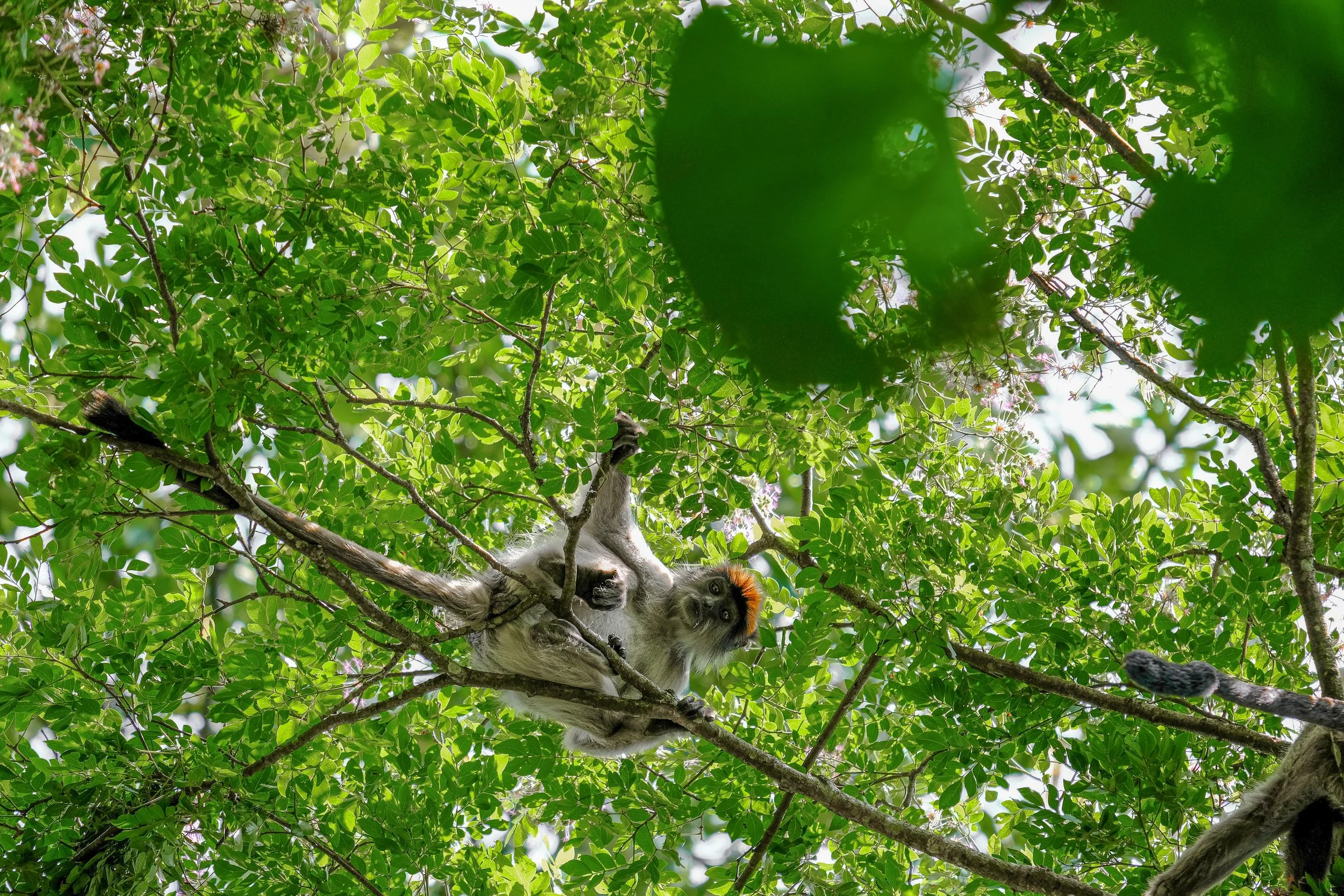 Wildlife