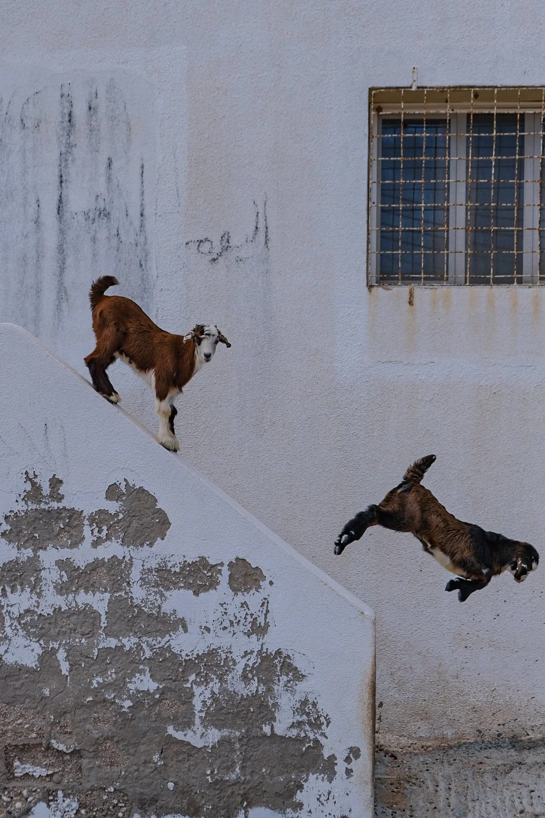 Wadi Mibum, Oman, 2026. 