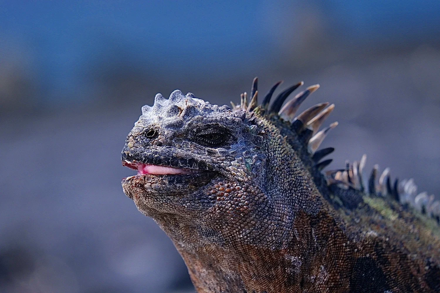 Fernandina Island, Galápagos, 2022. 