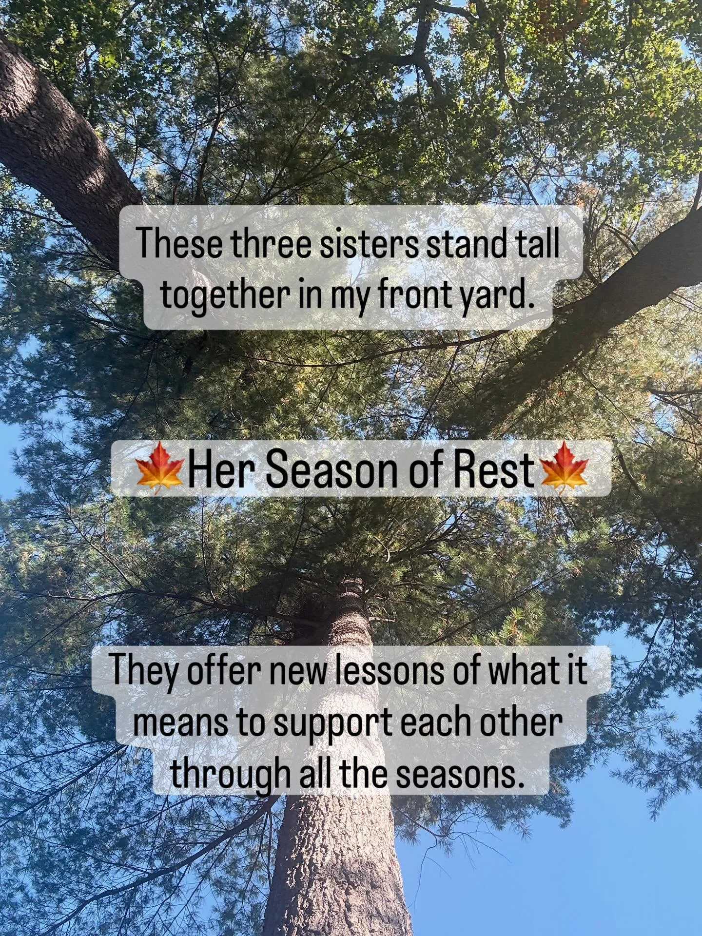 🌳They provide each other strength, stability, resilience and flexibility through their root systems that connect them together for eternity. 

🌳They ground and nurture each other through all the seasons of their life. 

🌳They provide shelter for w