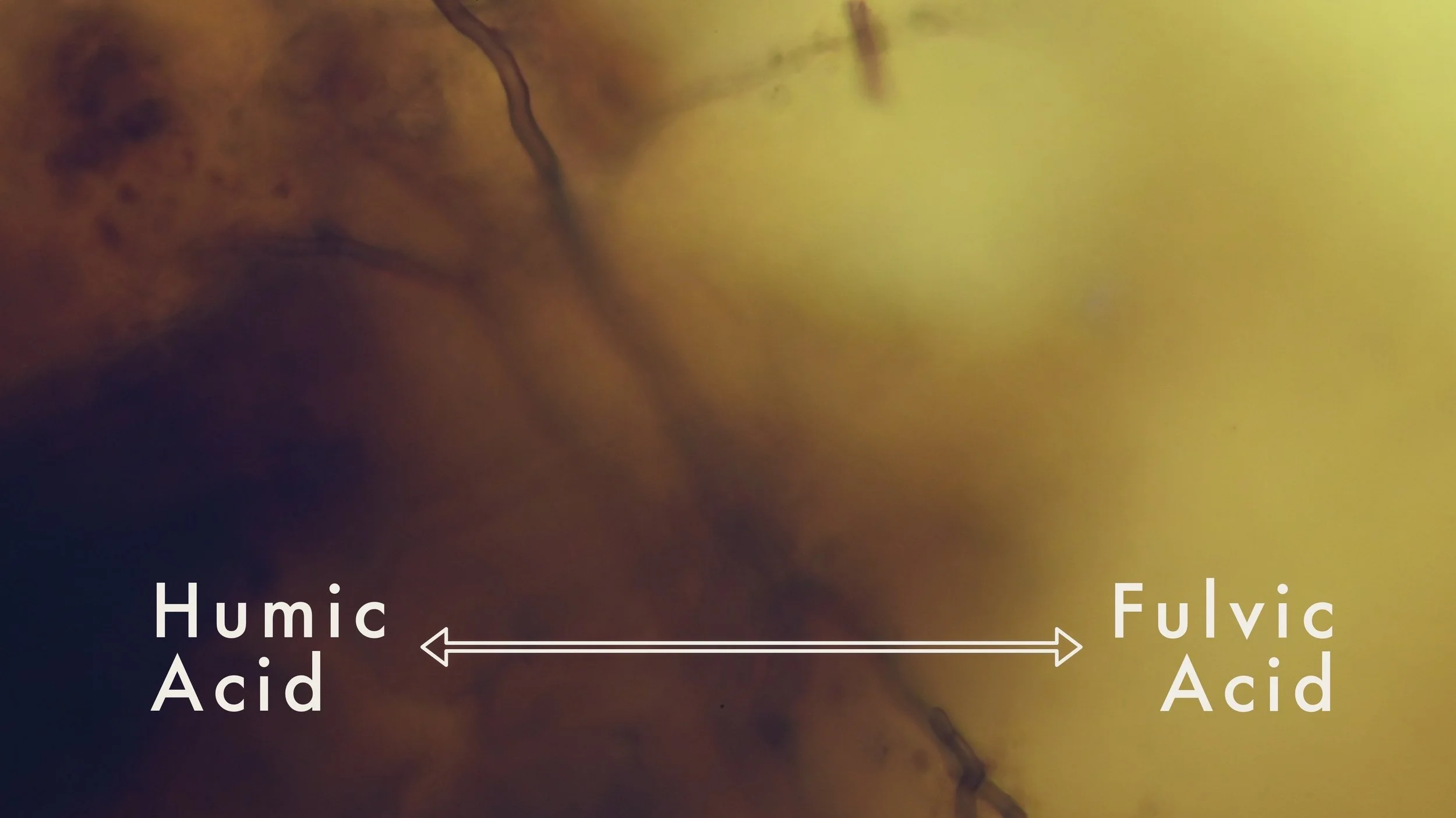 Micrograph of Kres Farm soil taken at 400x TM showing diffuse humic and fulvic organic acids with distinct fungal hyphae.