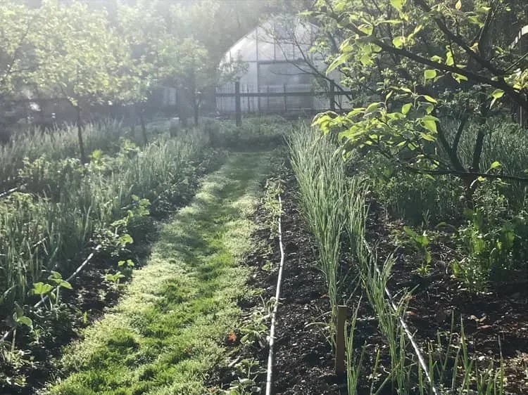 Cultivating rows of garlic at Kres Farm with high tunnel greenhouse in the background.
