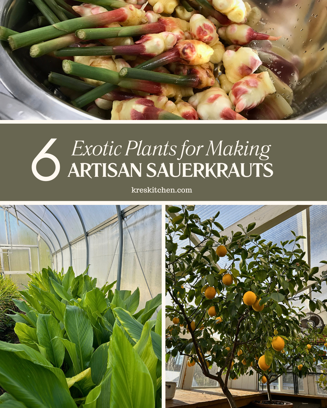Six Exotic Plants for Making Artisan Sauerkrauts