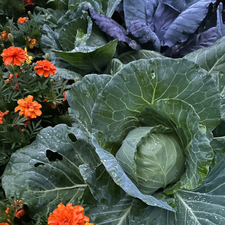 Adjacent Row Planting