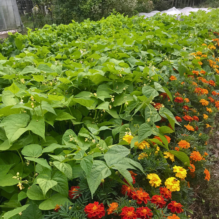 Full Season Planting  (Beans >> Cabbage) 