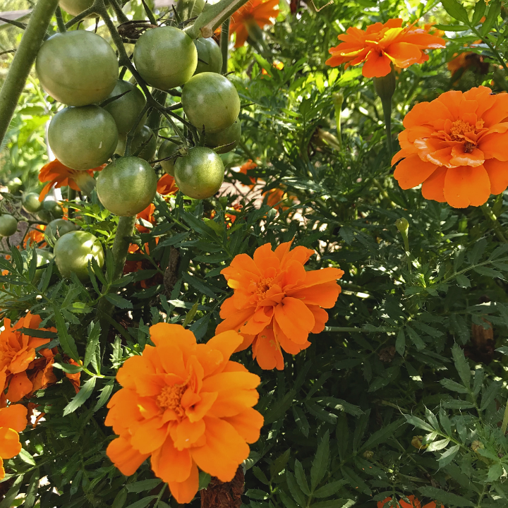 Interplanting with Tomatoes