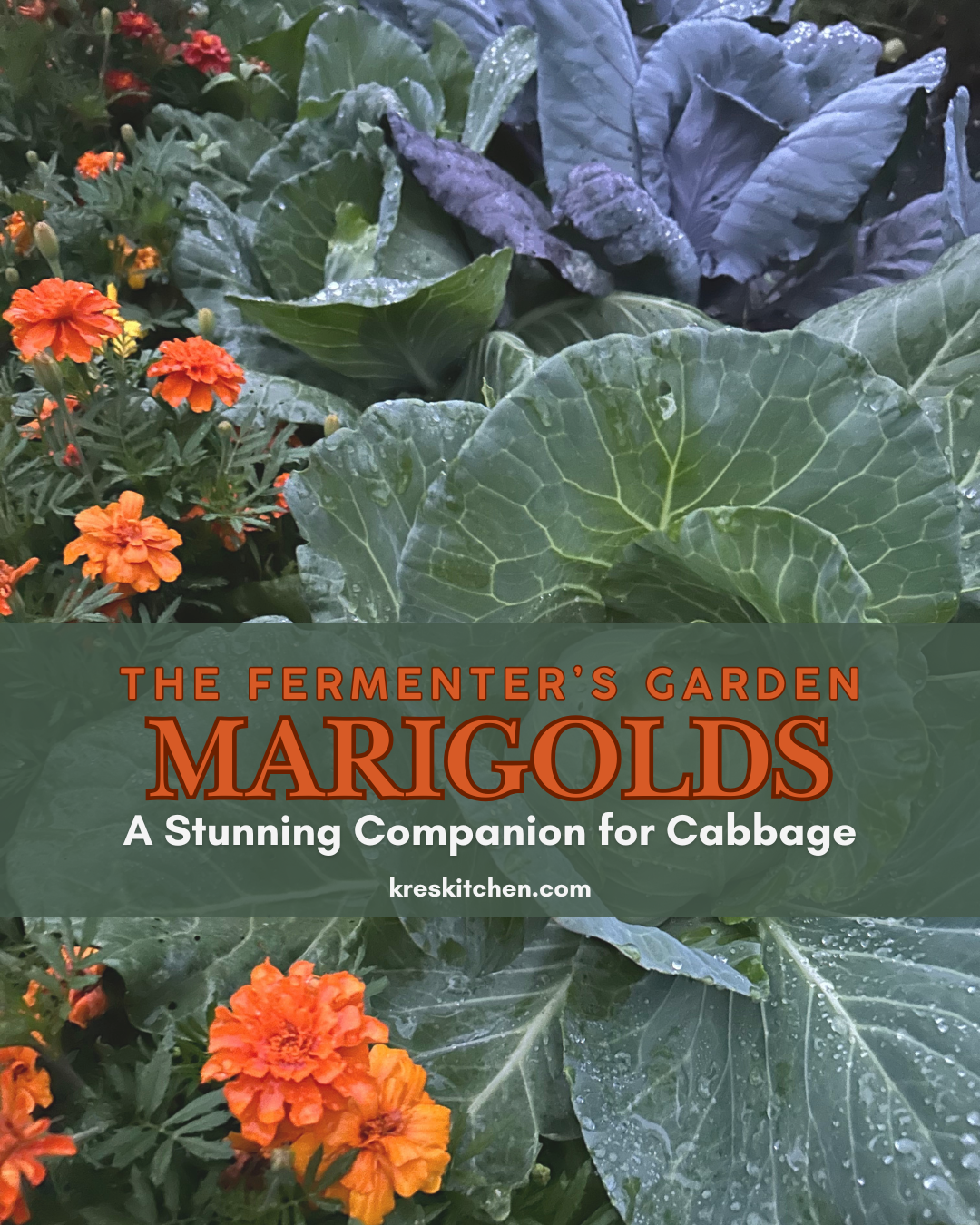 The Fermenter’s Garden: A Stunning Companion for Cabbage