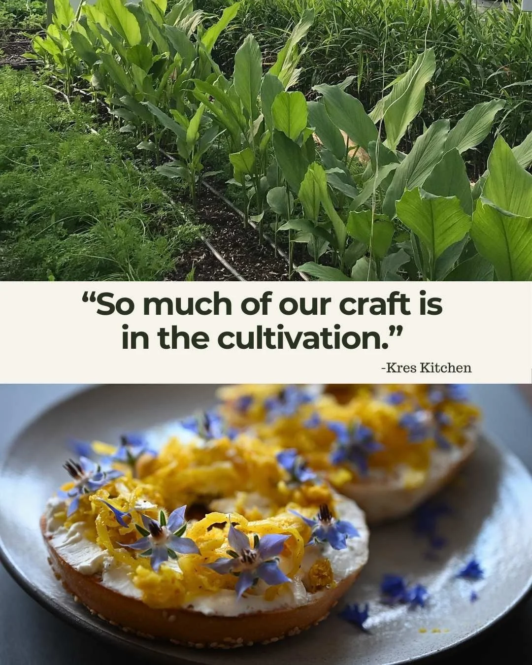 "So much of our craft is in the cultivation." Top image shows turmeric cultivation in healthy living soil. Bottom image shows Kres Golden Turmeric Sauerkraut over a cream cheese bagel topped with fresh borage flowers.