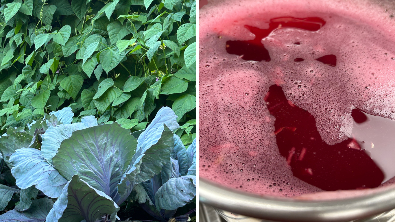 Two photos, one showing red cabbage growing in a regenerative system and the other photo showing that same cabbage after harvest, actively fermenting in stainless steel vessels.