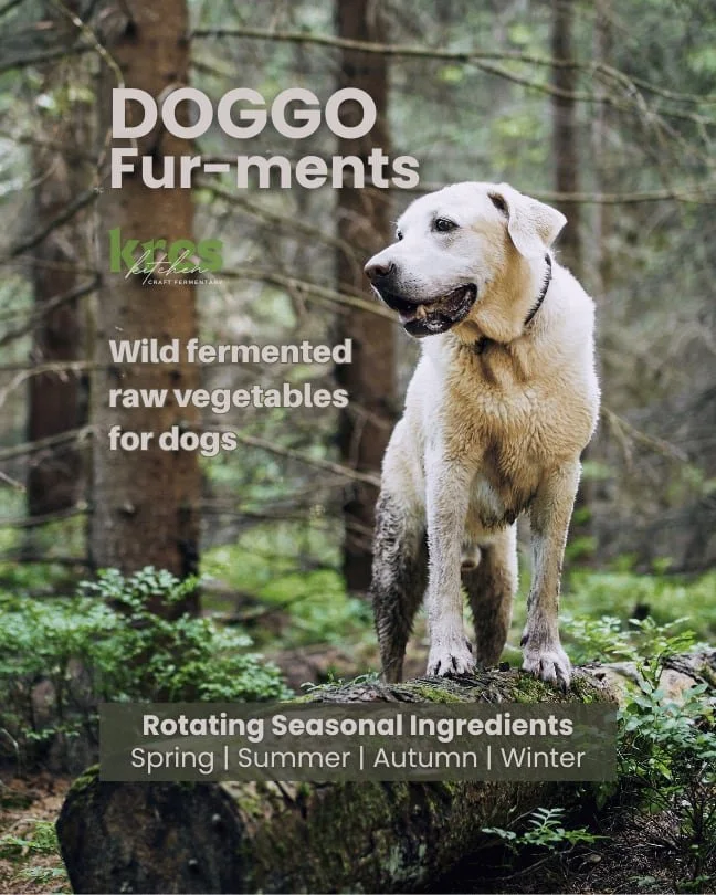 A muddy Labrador Retriever in a remote pine forest with front legs on a fallen log. DOGGO Fur-ments, wild fermented raw vegetables for dogs. Rotating seasonal ingredients: Spring, Summer, Autumn, Winter.