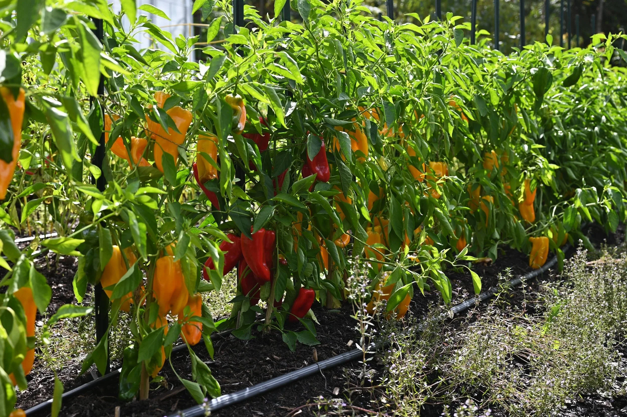 Rows of yellow and red sweet pepper plants loaded with fruit and growing in rich chocolate brown soil with drip irrigation.