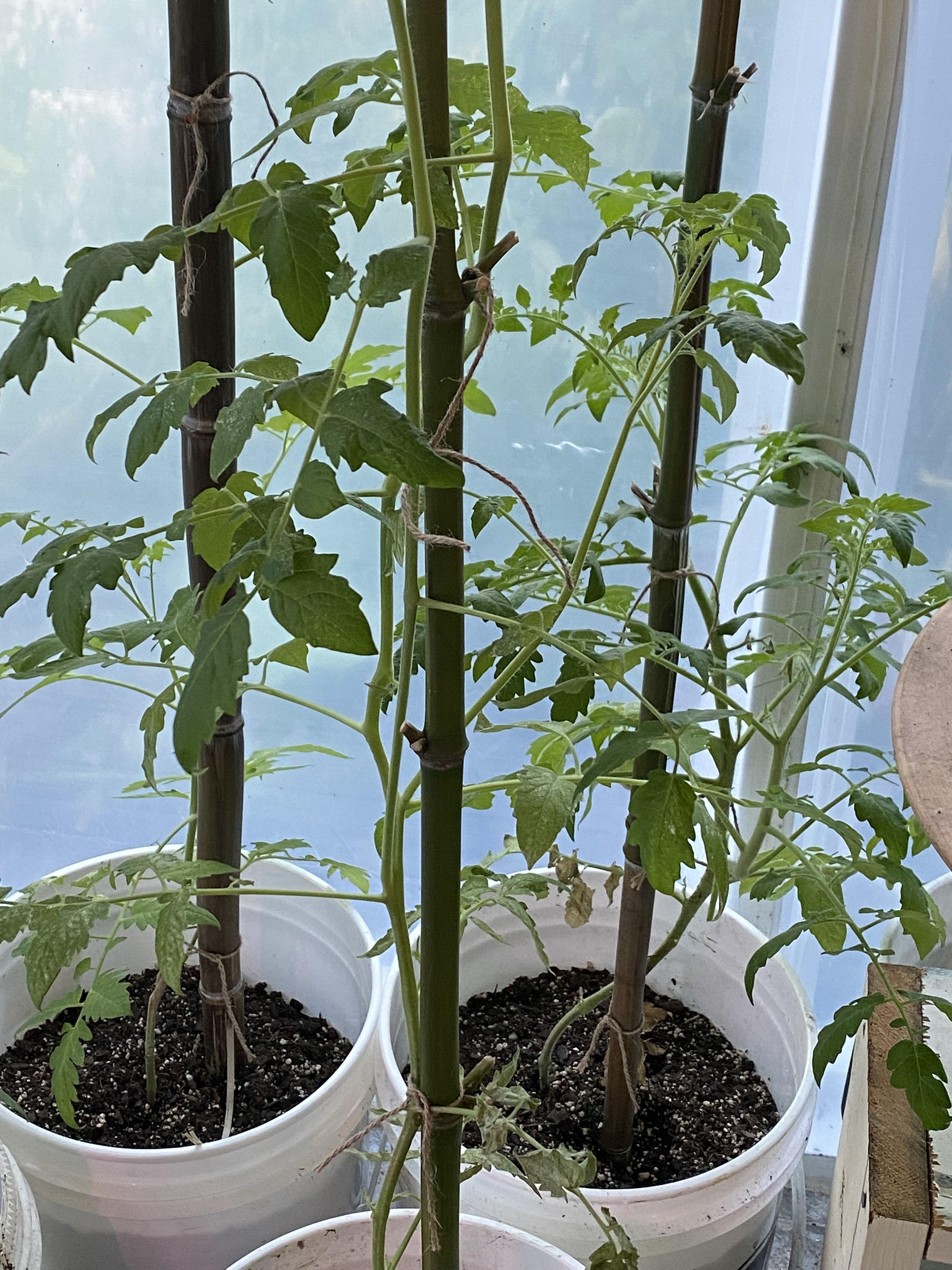 tomatoes grown in green house.jpeg
