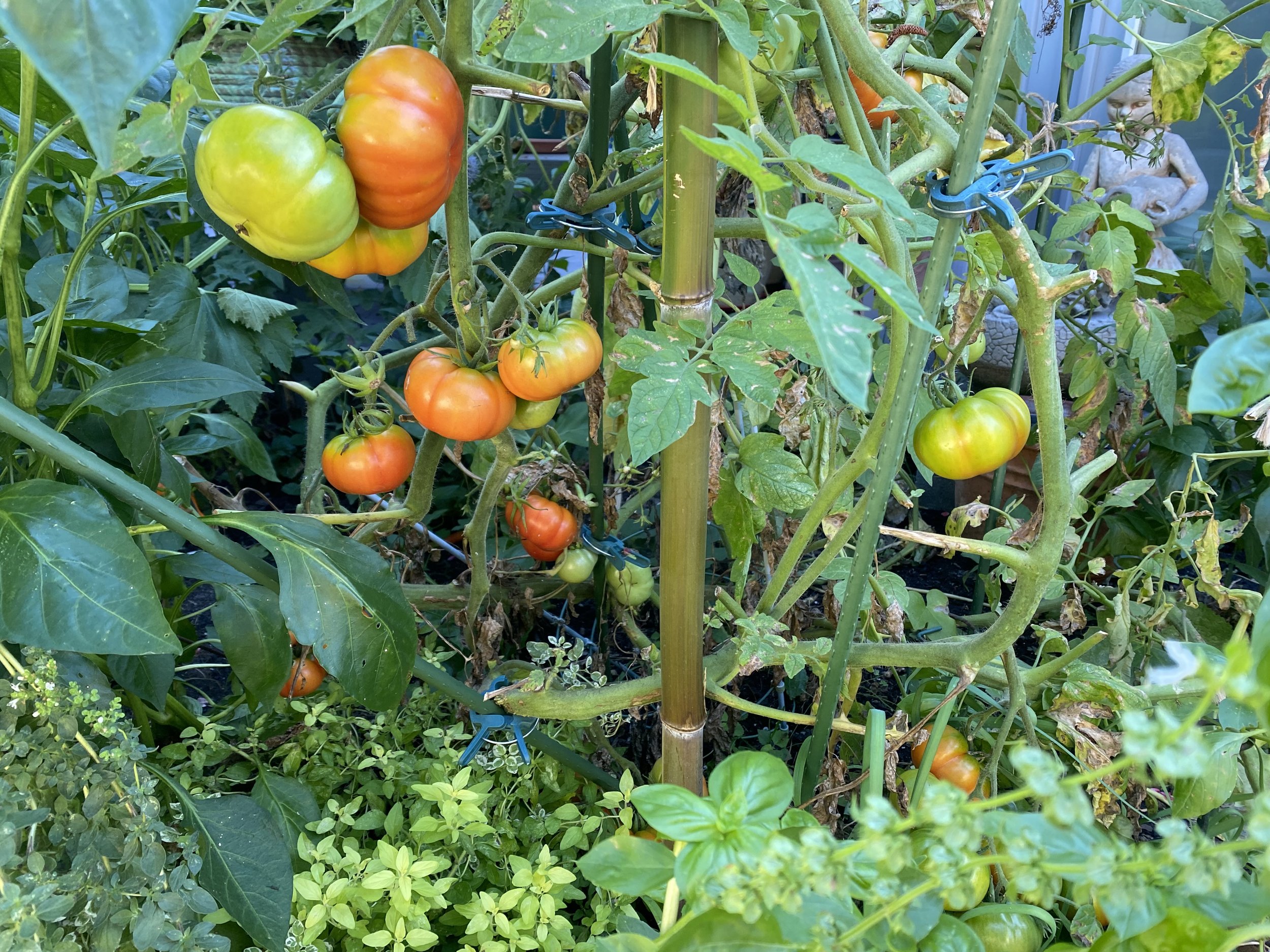 tomatoes in the garden.jpeg