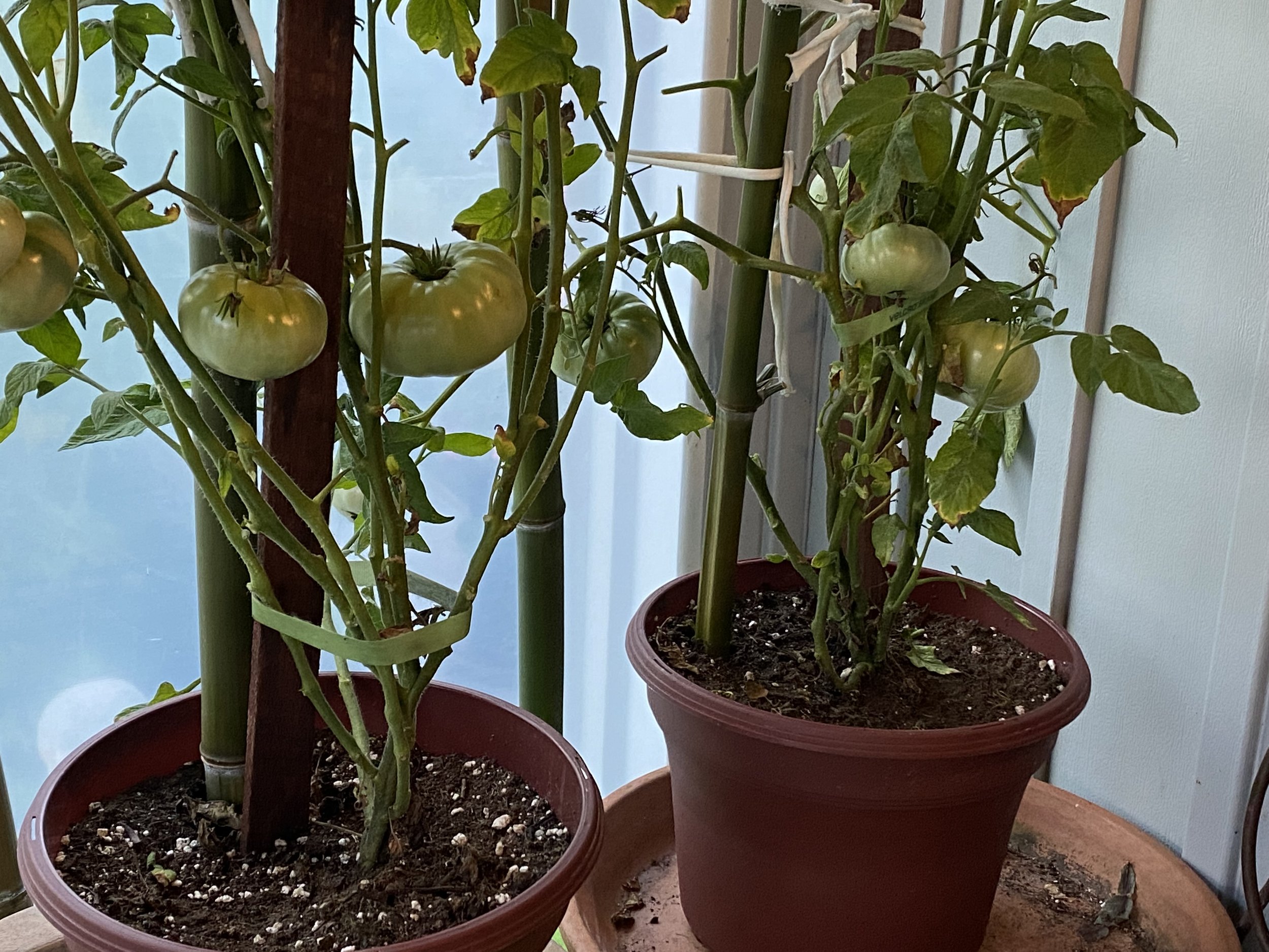 tomatos in green house.jpeg