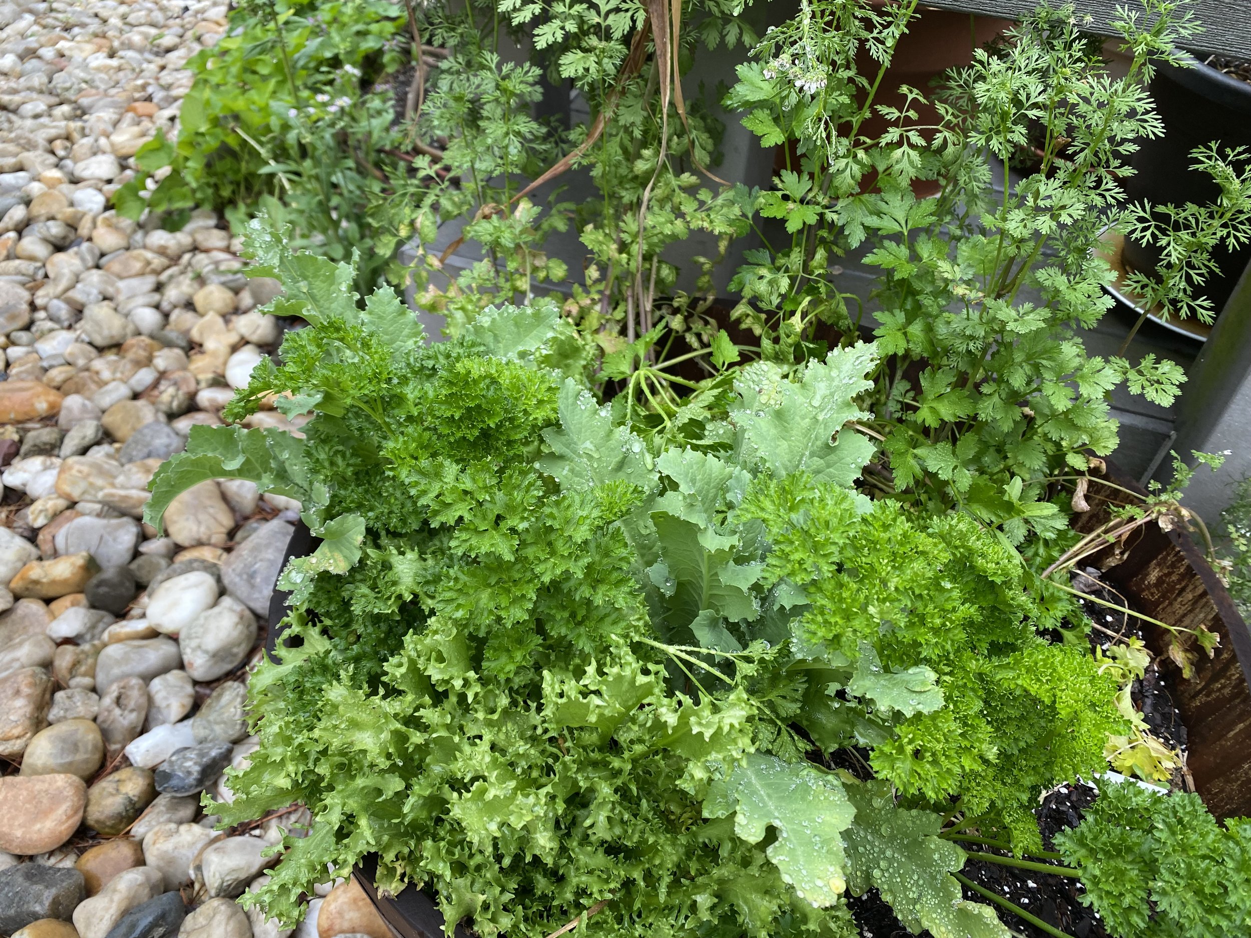 parsely & cilantro.jpeg
