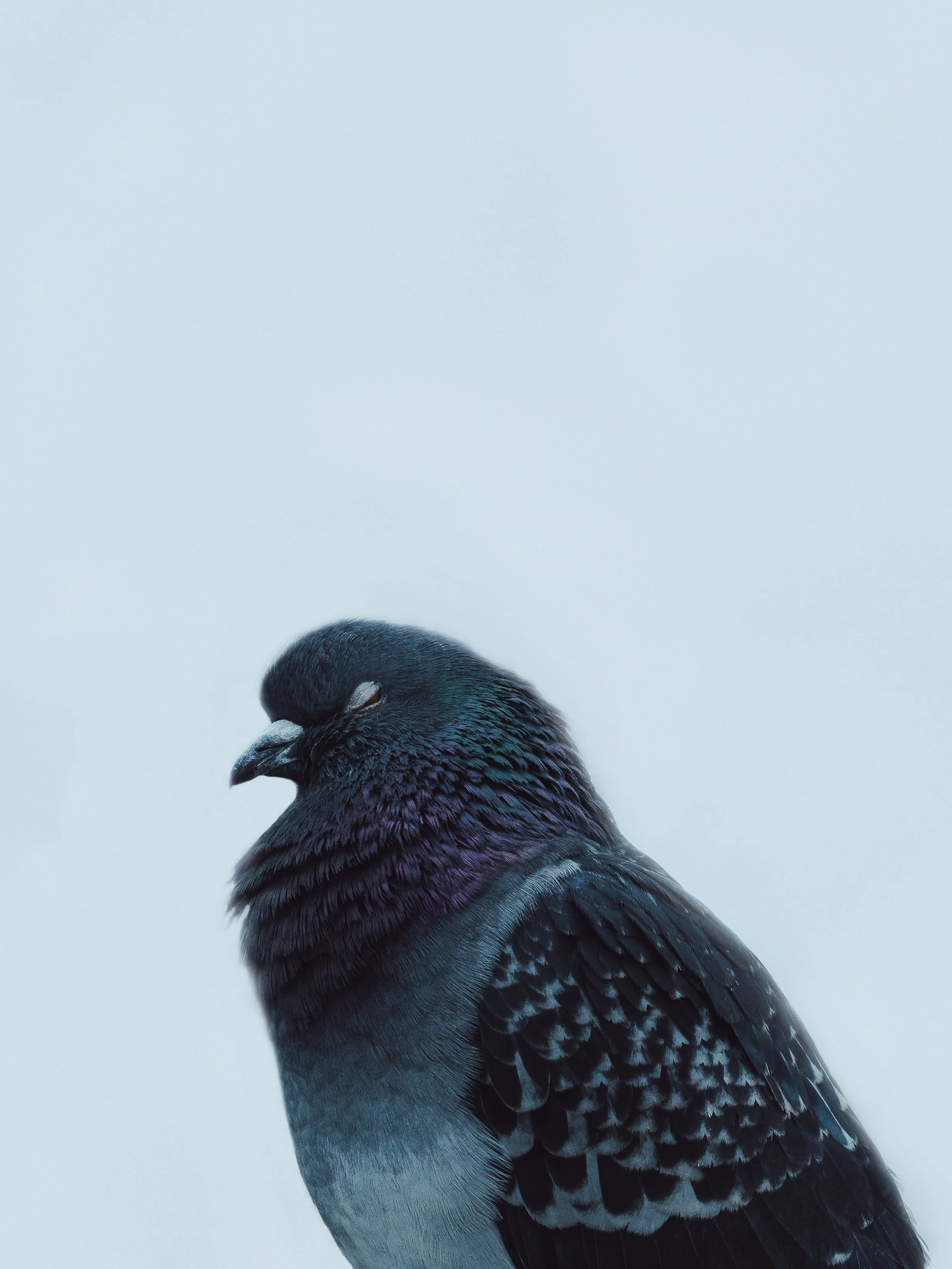 bird 2.jpg