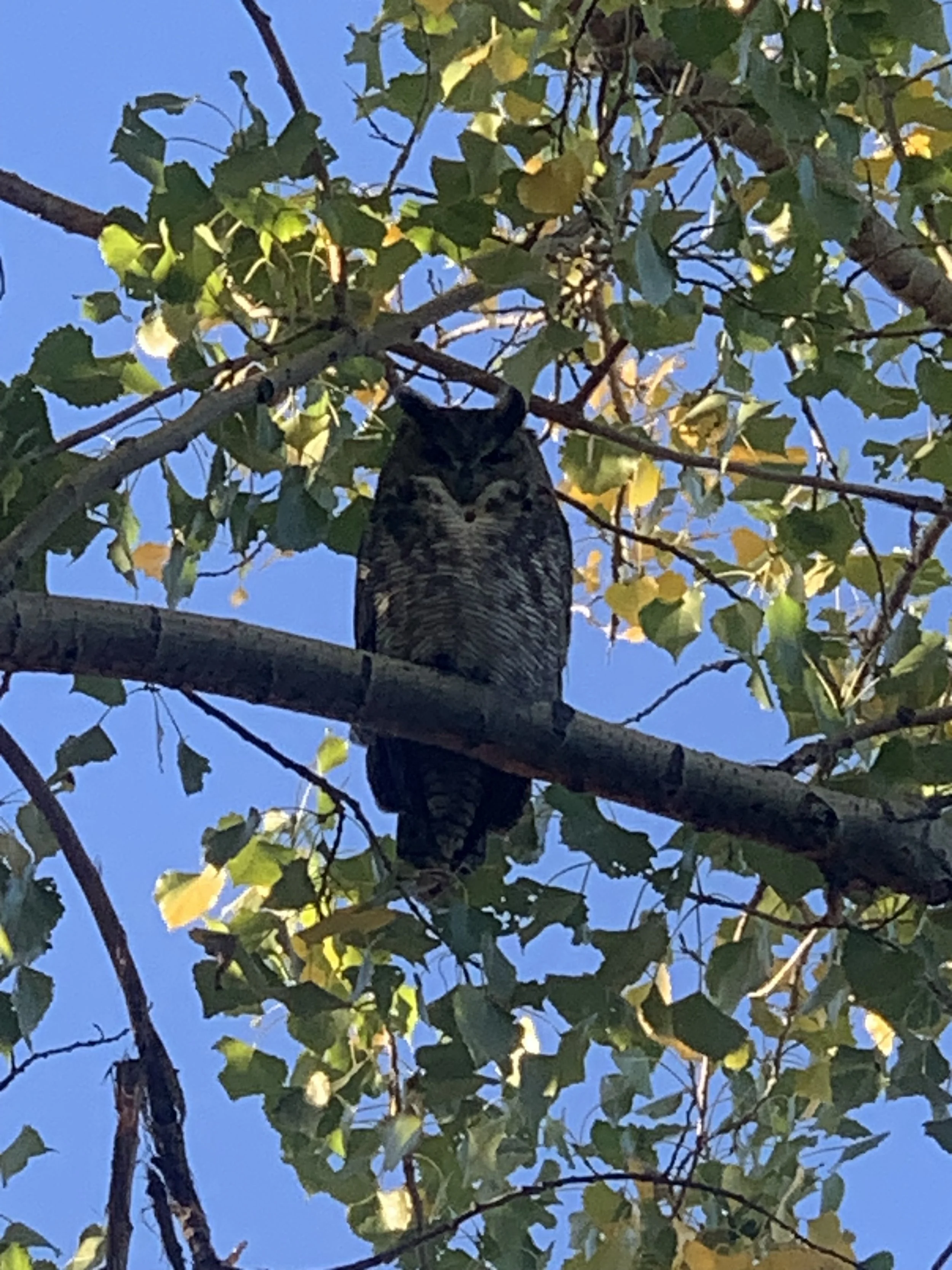 Who is Magnesium Deficient?                                Everyone!    Why?                                                                            