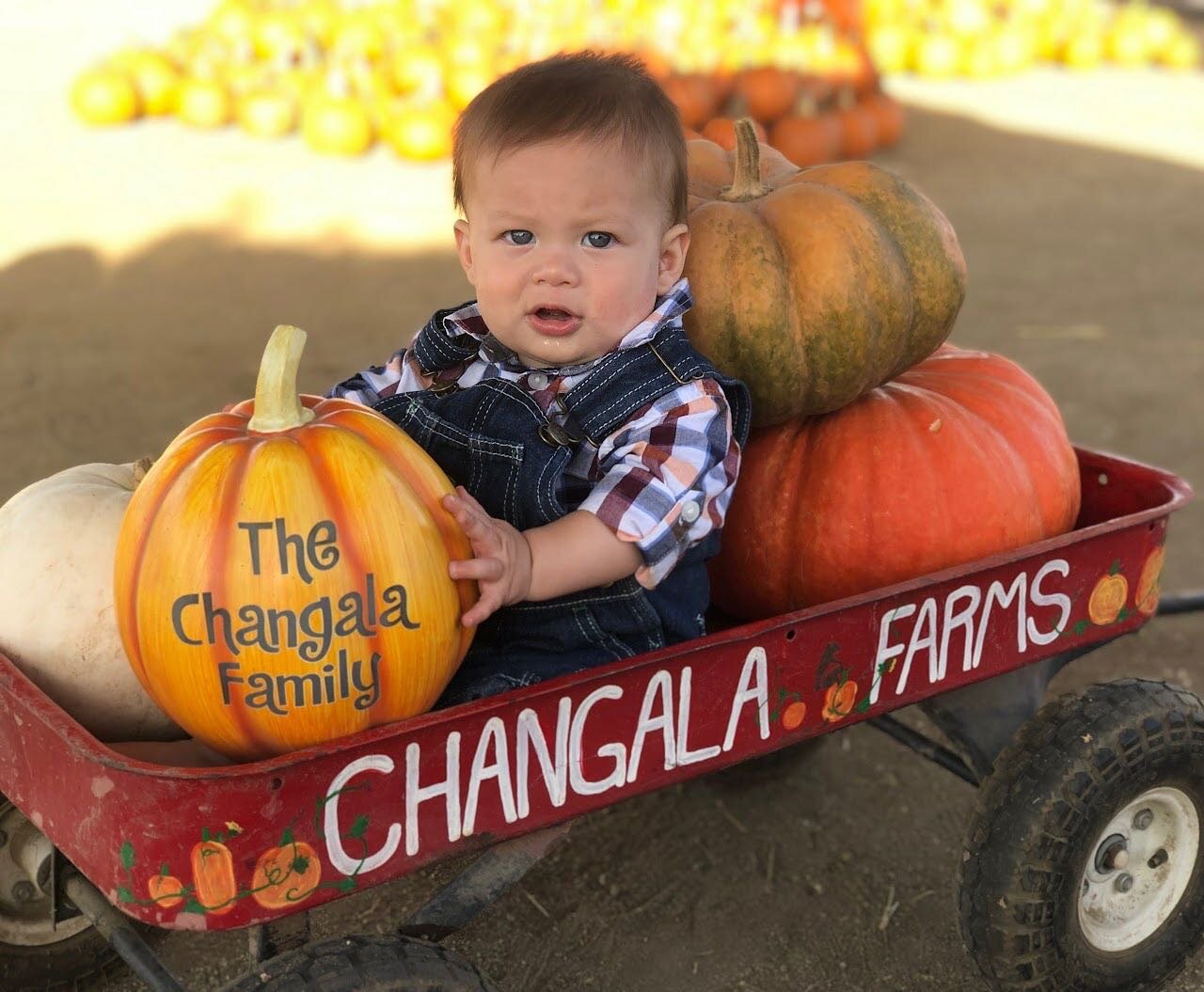 📌: Changala&rsquo;s Pumpkin Patch 🧡🎃🕷

Today is the last day to experience a local iconic annual event, the Changala Pumpkin Patch. It&rsquo;s their last year after 32 years of opening our farm to the public. 

Did you know&hellip;. Alan Changala