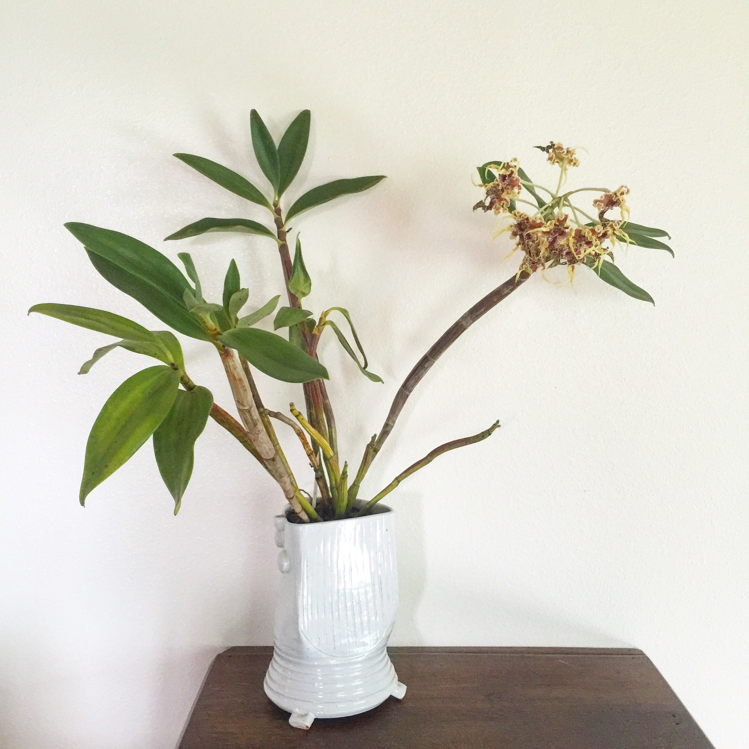 Tri-leg vase w_ Orchid.JPG