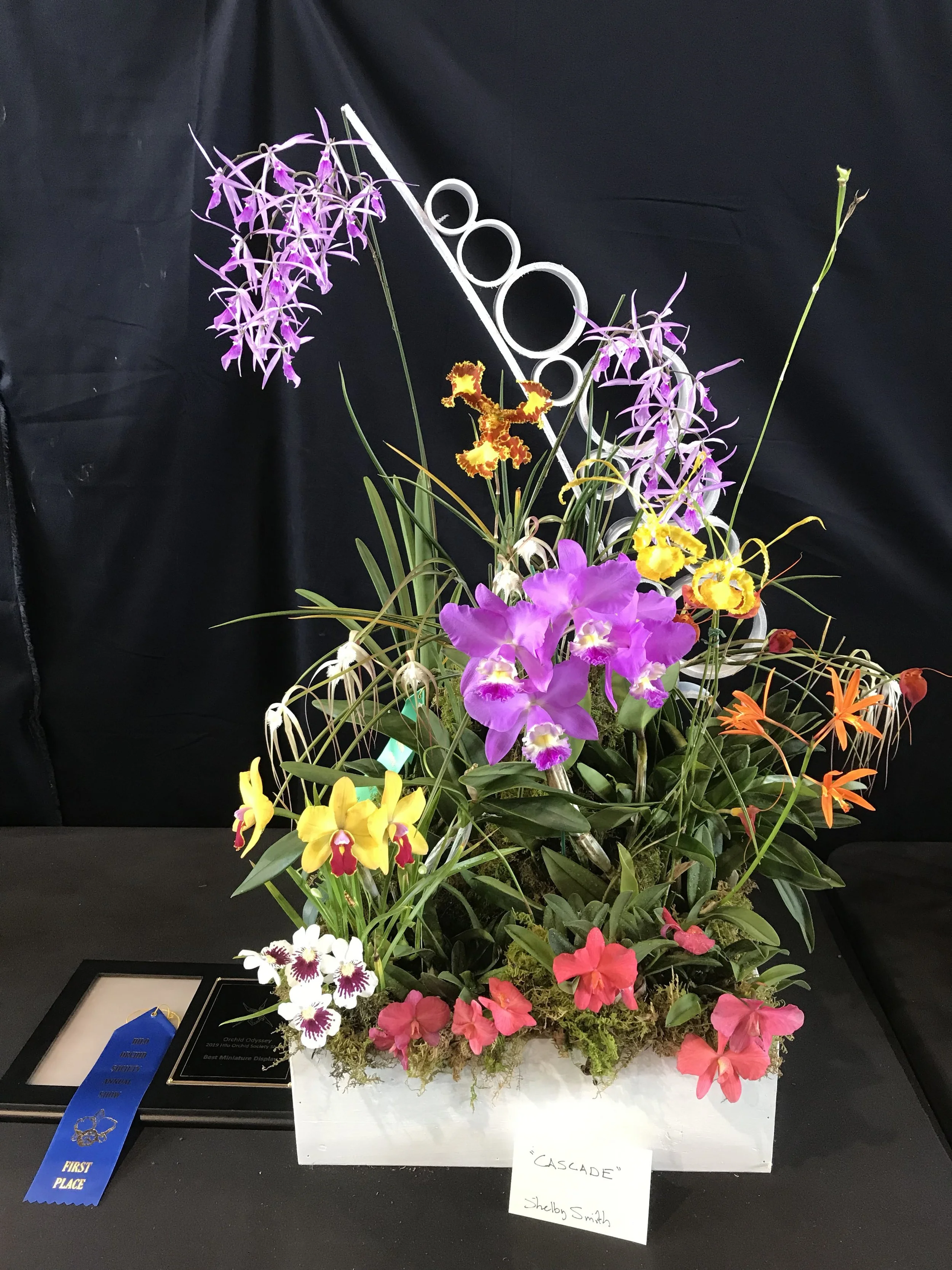 Mini Orchid display, HOS,2017.jpg