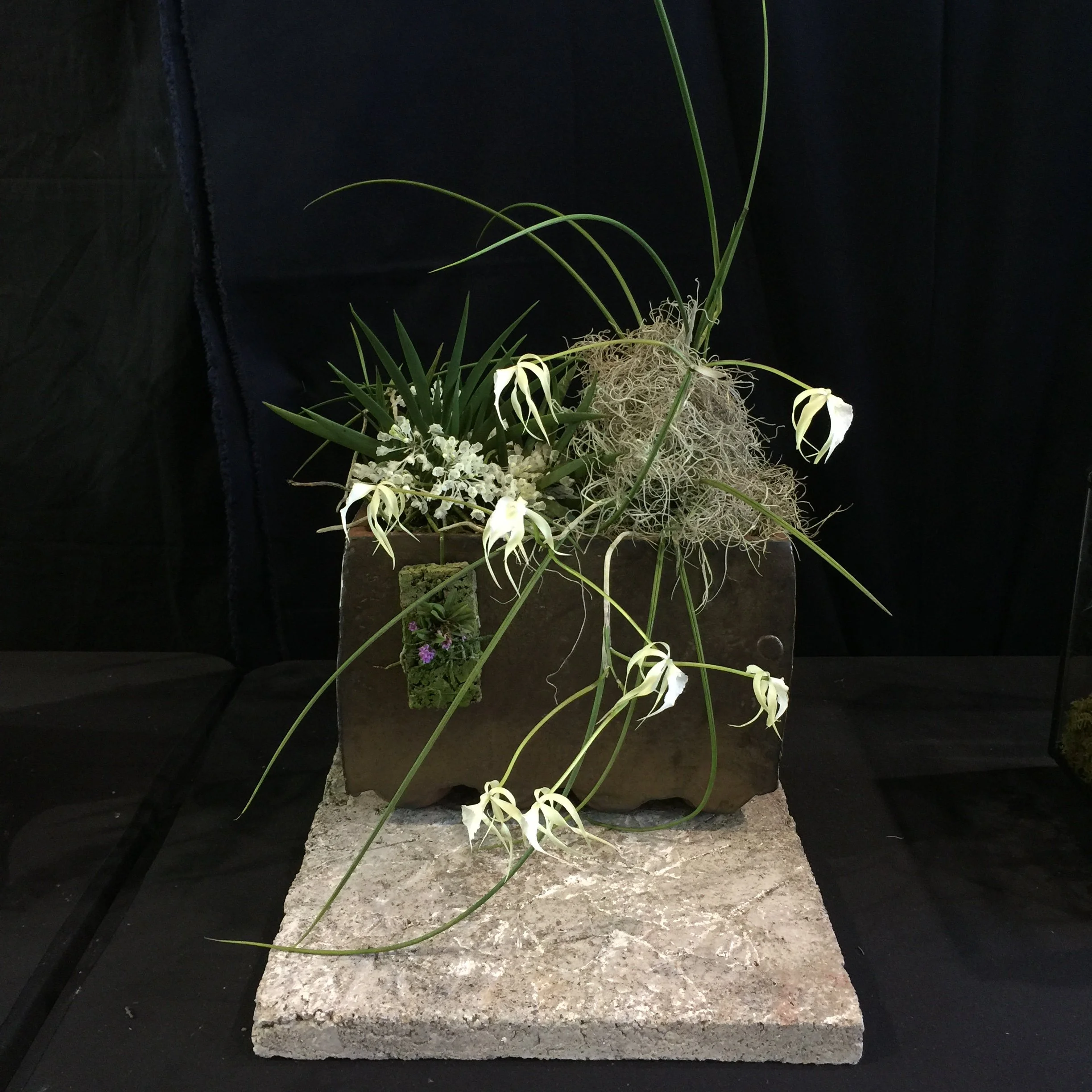 Mini Orchid display, HOS,2018 .JPG
