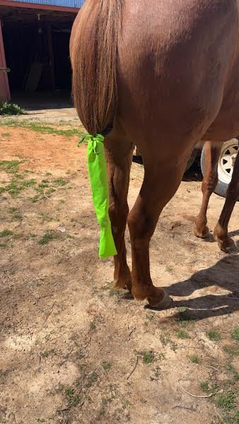 Tail Bags