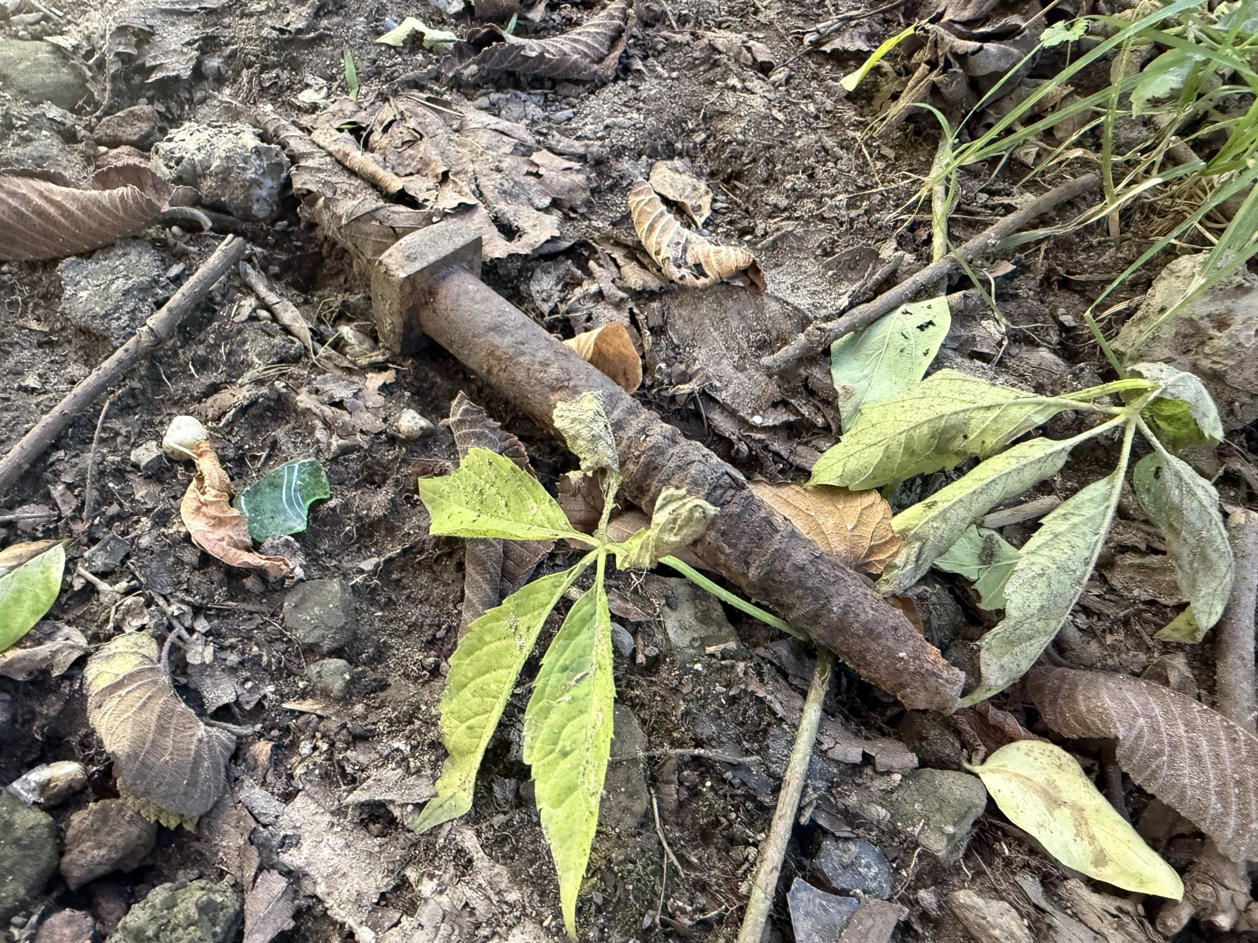 Rust and Remembrance