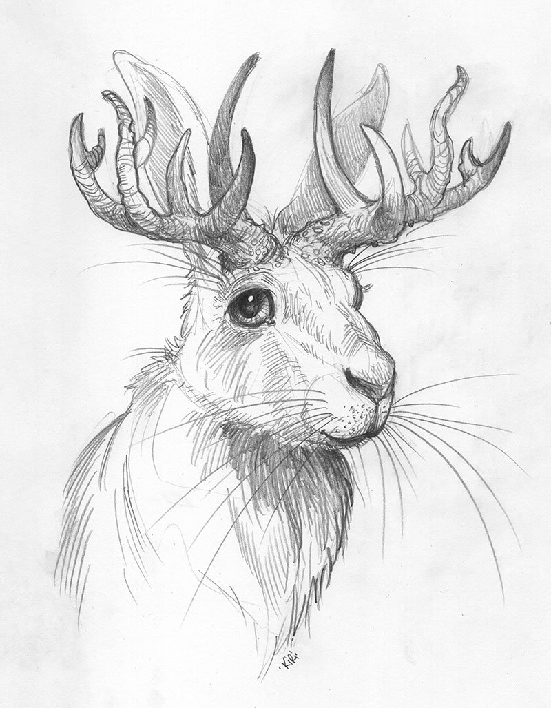 A detailed pencil sketch of a creature with the body of a lion and antlers like a deer, featuring a large eye and a mane.