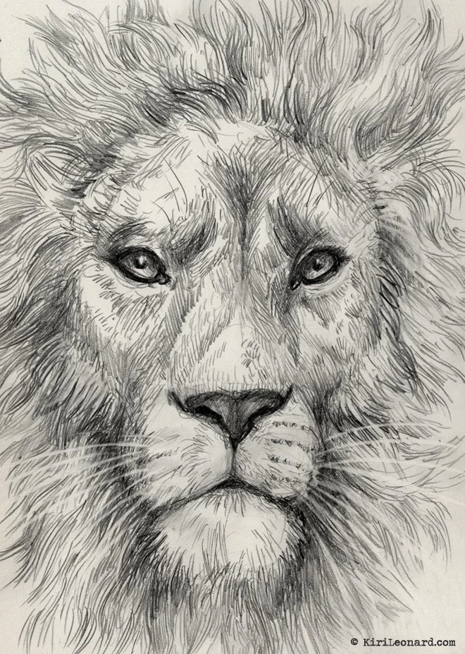 Detailed pencil sketch of a lion's face, featuring intense eyes, a prominent nose, and a full mane.