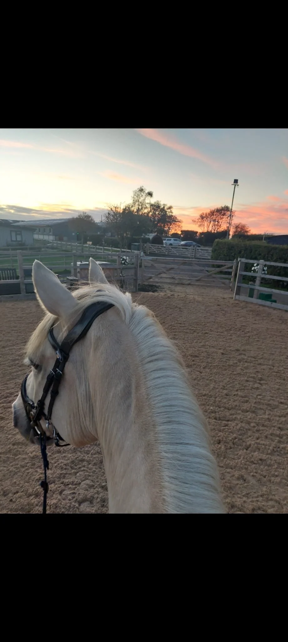 mylo sunset.jpeg