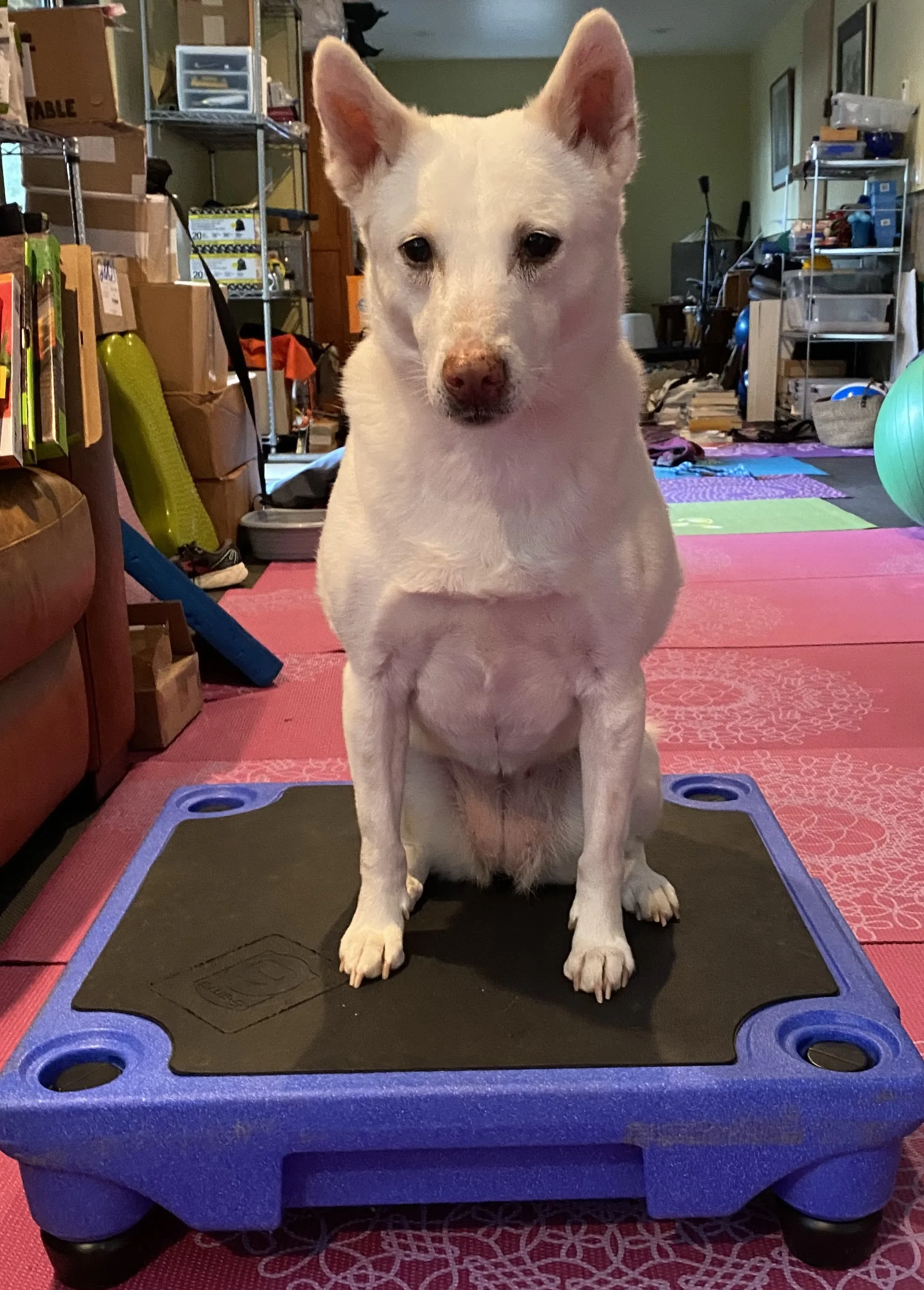 Have You Taught a Release Cue or Cue for "All Done"?