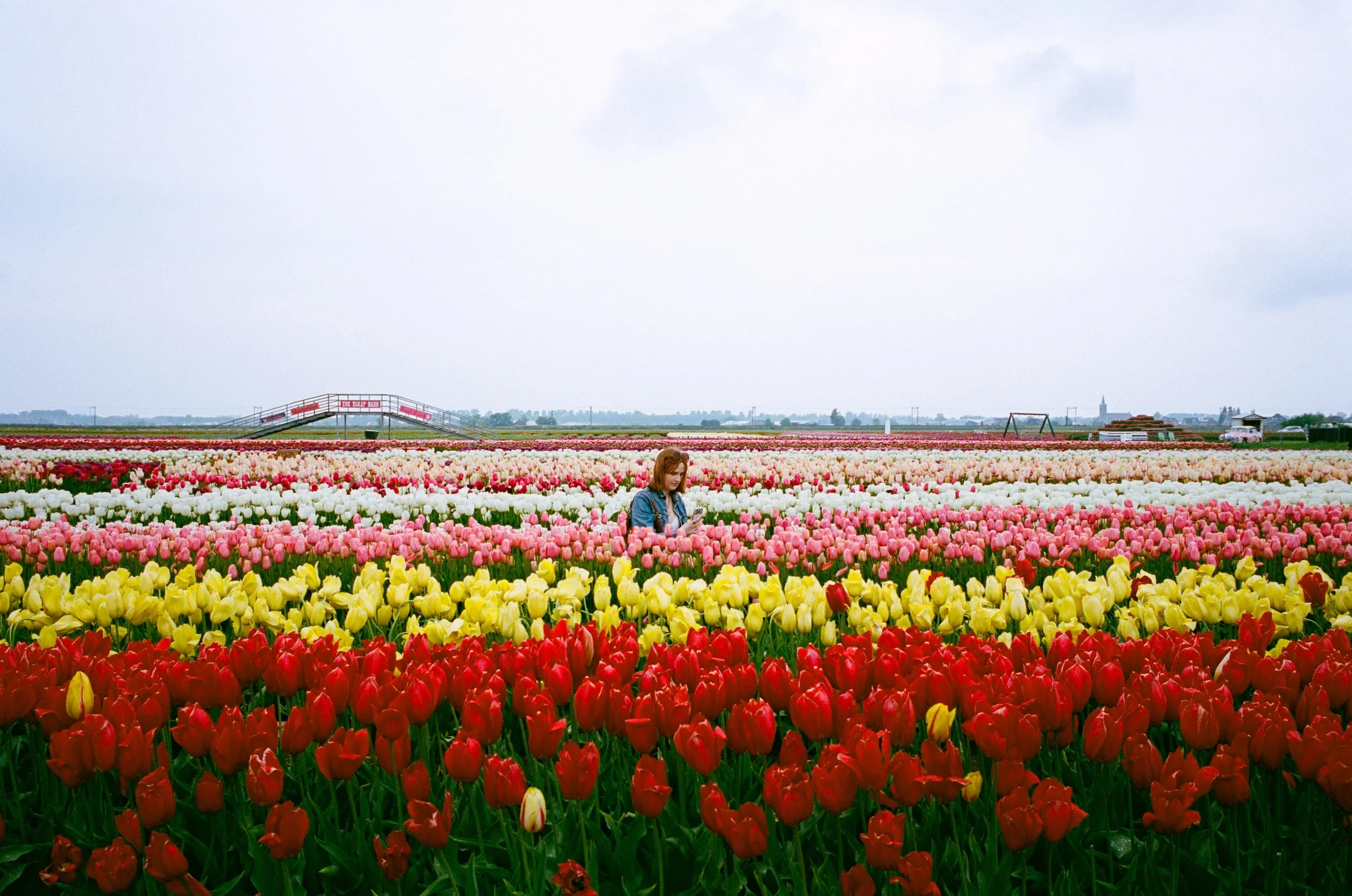 Tulips_LeicaM6_Full (1 of 1).JPEG