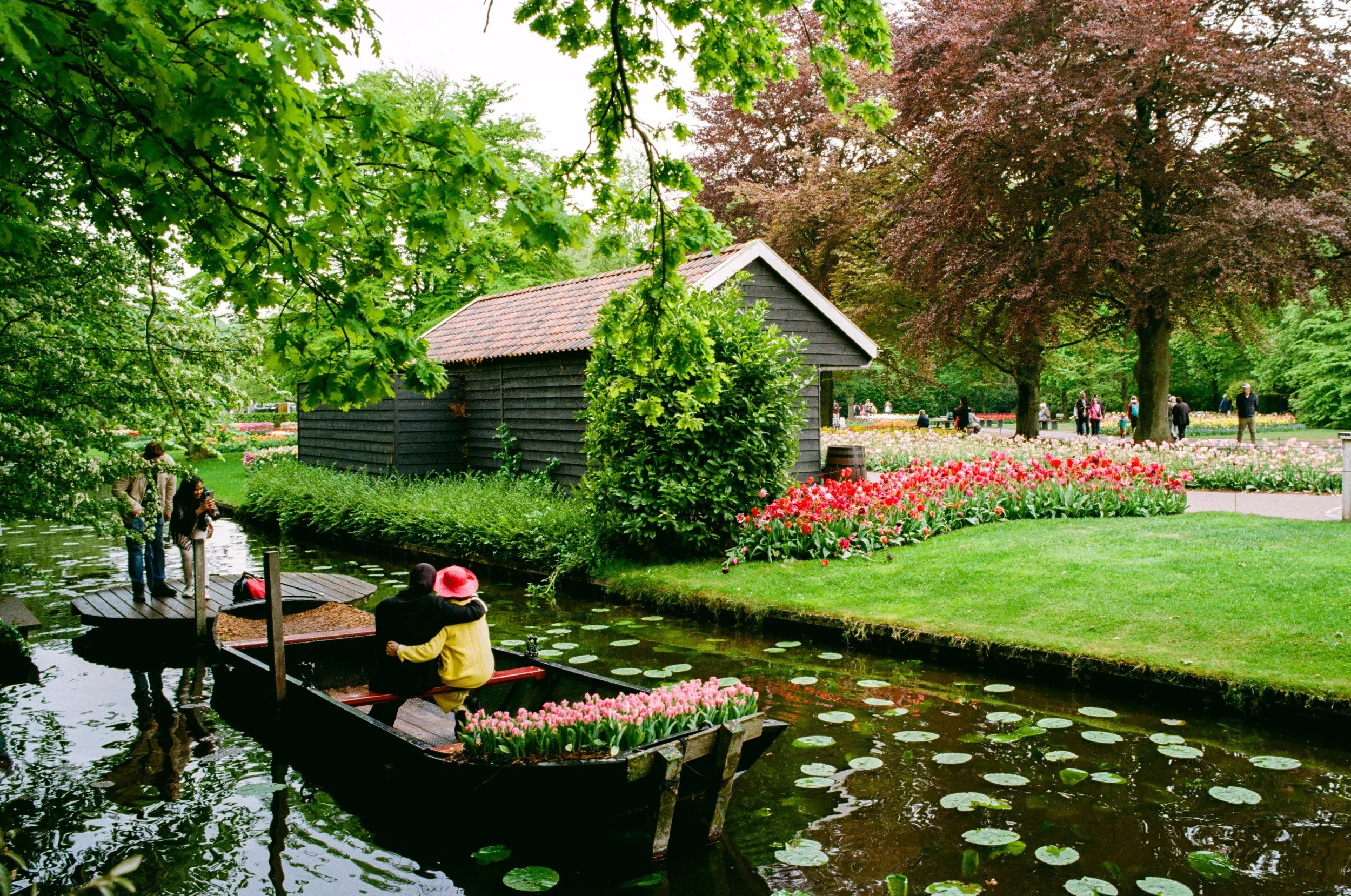 Tulips_LeicaM6_Full (1 of 1)-20.JPEG