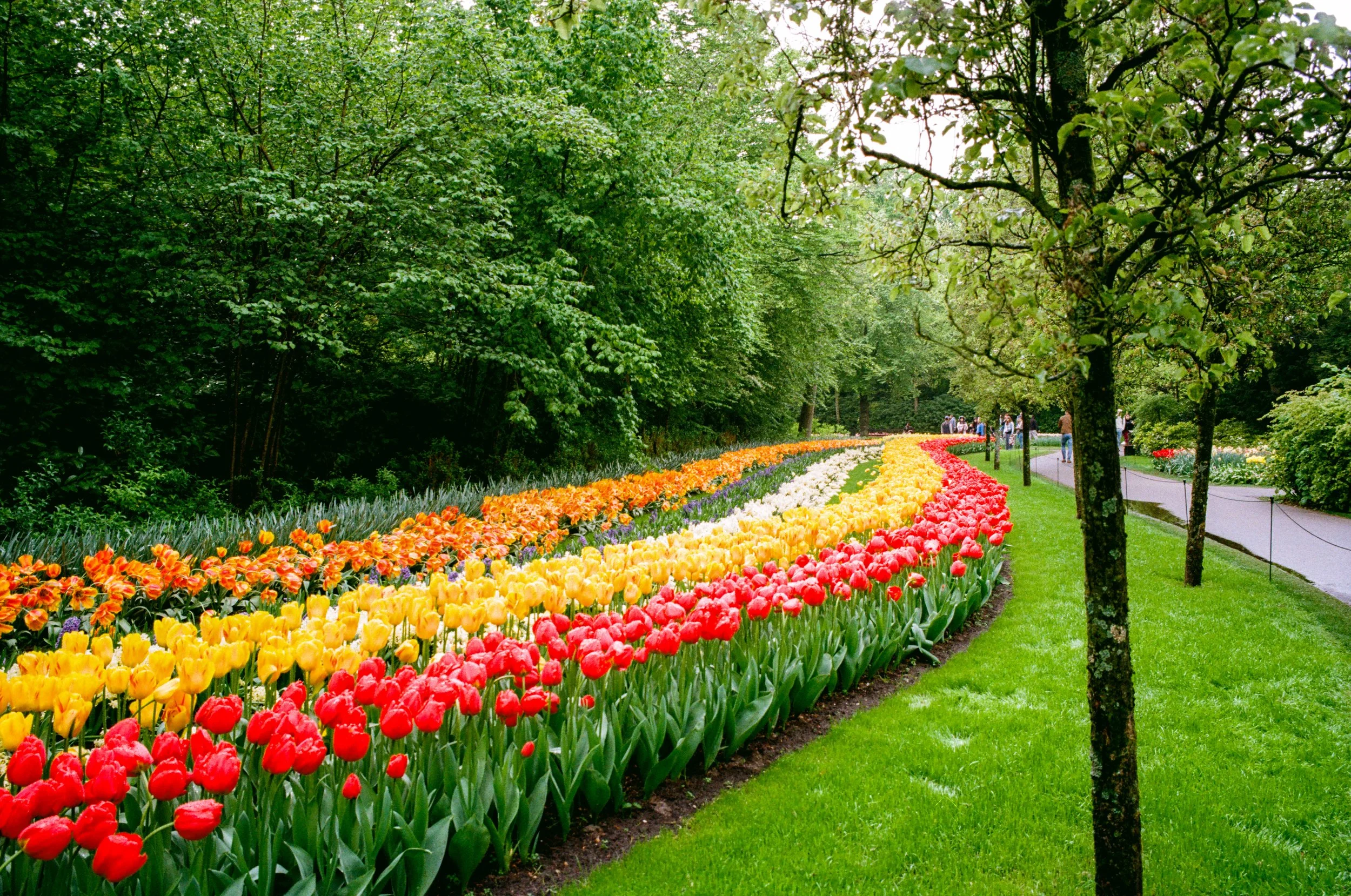 Tulips_LeicaM6_Full (1 of 1)-18.JPEG