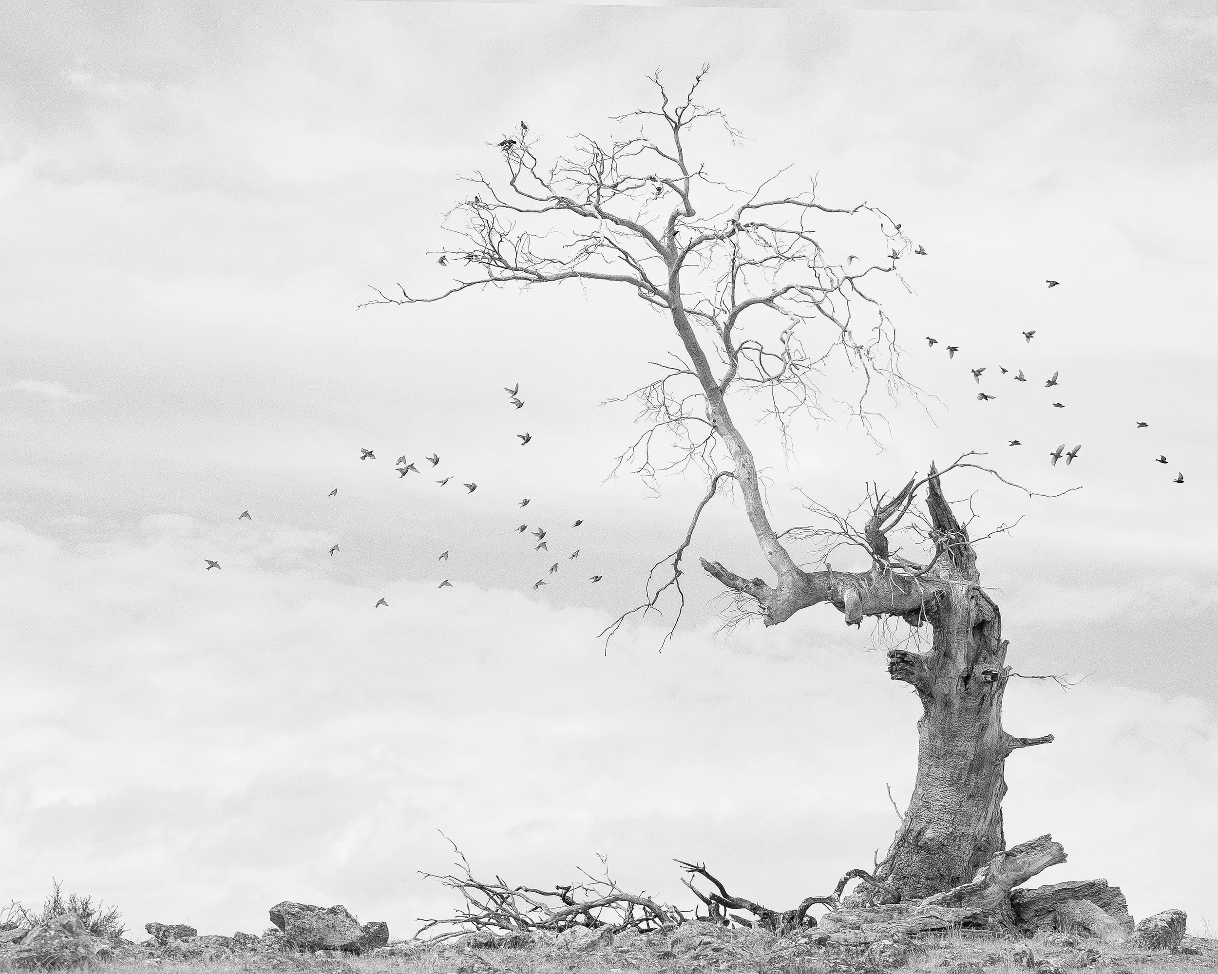 Portrait Ian Callaghan-15.jpg