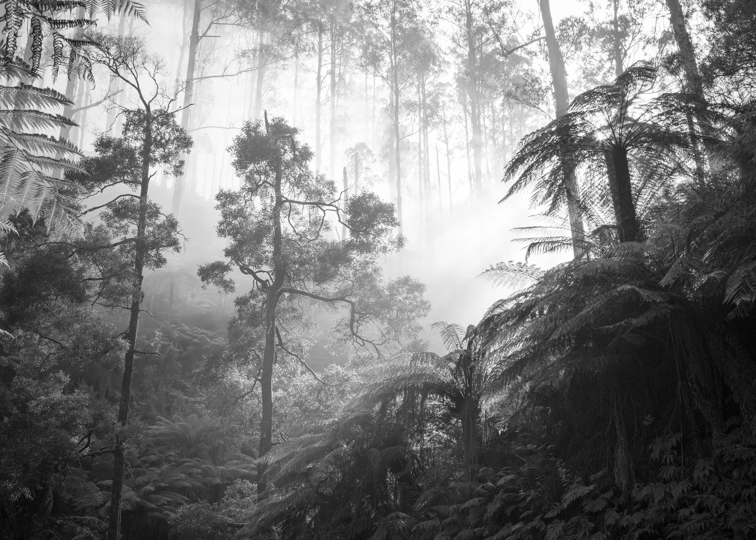 Portrait Ian Callaghan-31.jpg