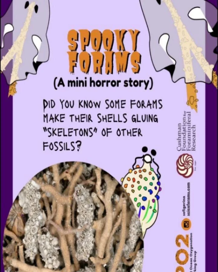 Forams are super cute, but some of them are just spooky 🎃Did you know some forams make their shells gluing &ldquo;skeletons&rdquo; of other fossils? Agglutinated forams (forams that make their shells by adding or agglutinating sorrounding stuff) mak