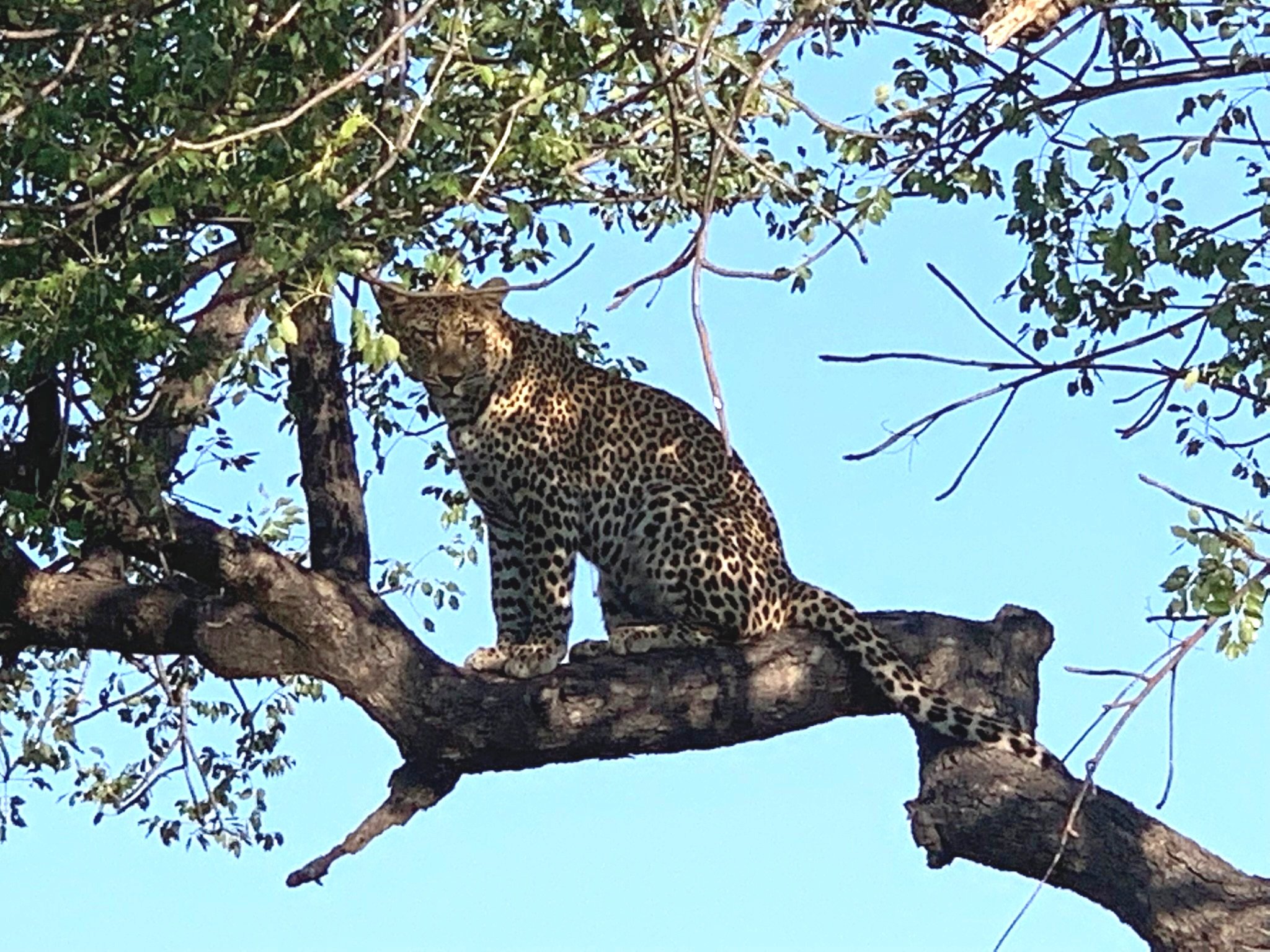 Lions & leopards & zebras, oh my!