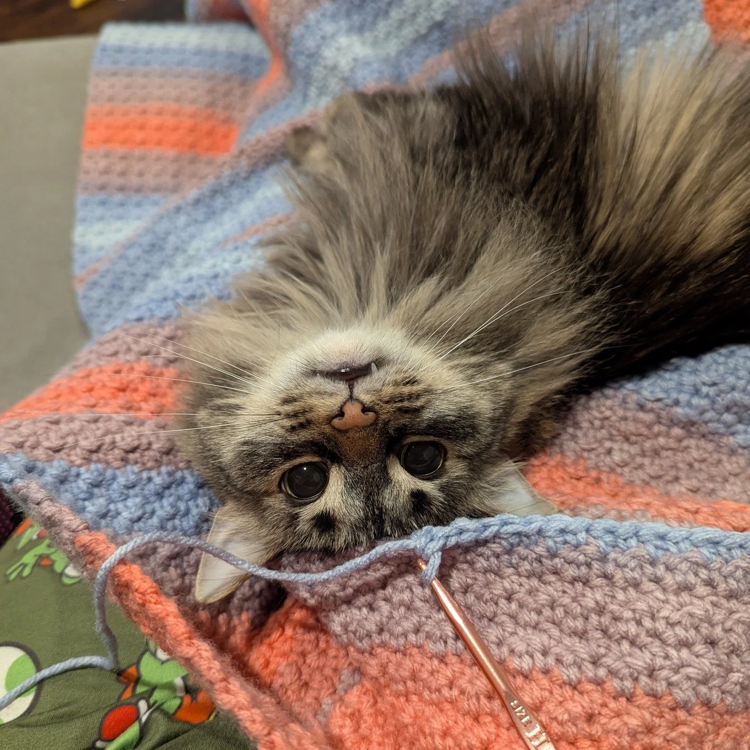 Being cute is a form of helping, right?

 #authorswithcats #catsofauthors #cats #catsofinstagram