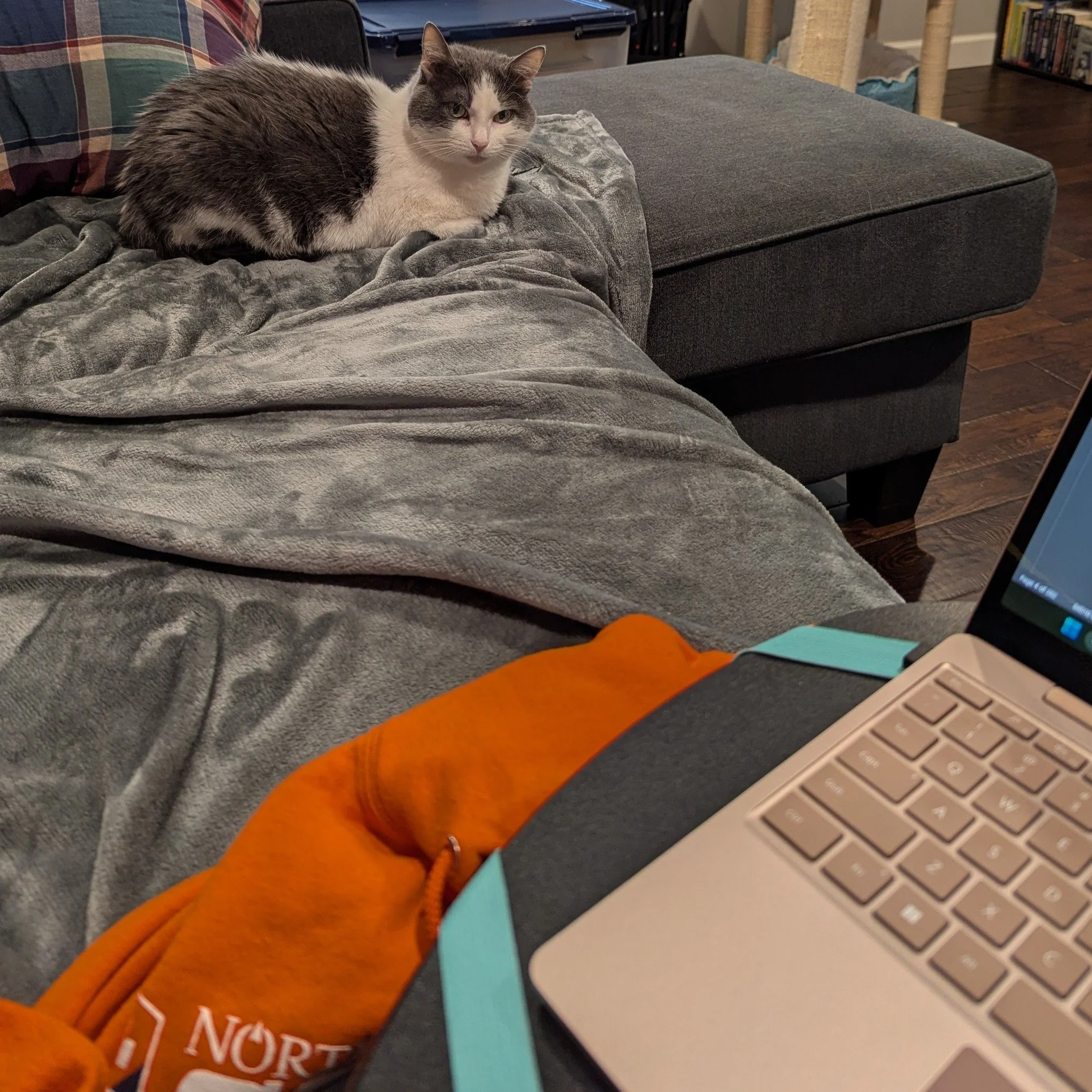 My editing buddy for the day. She did not appreciate me calling to her to get her to look for the picture.

 #authorswithcats #catsofauthors #authorlife #upcomingbooks