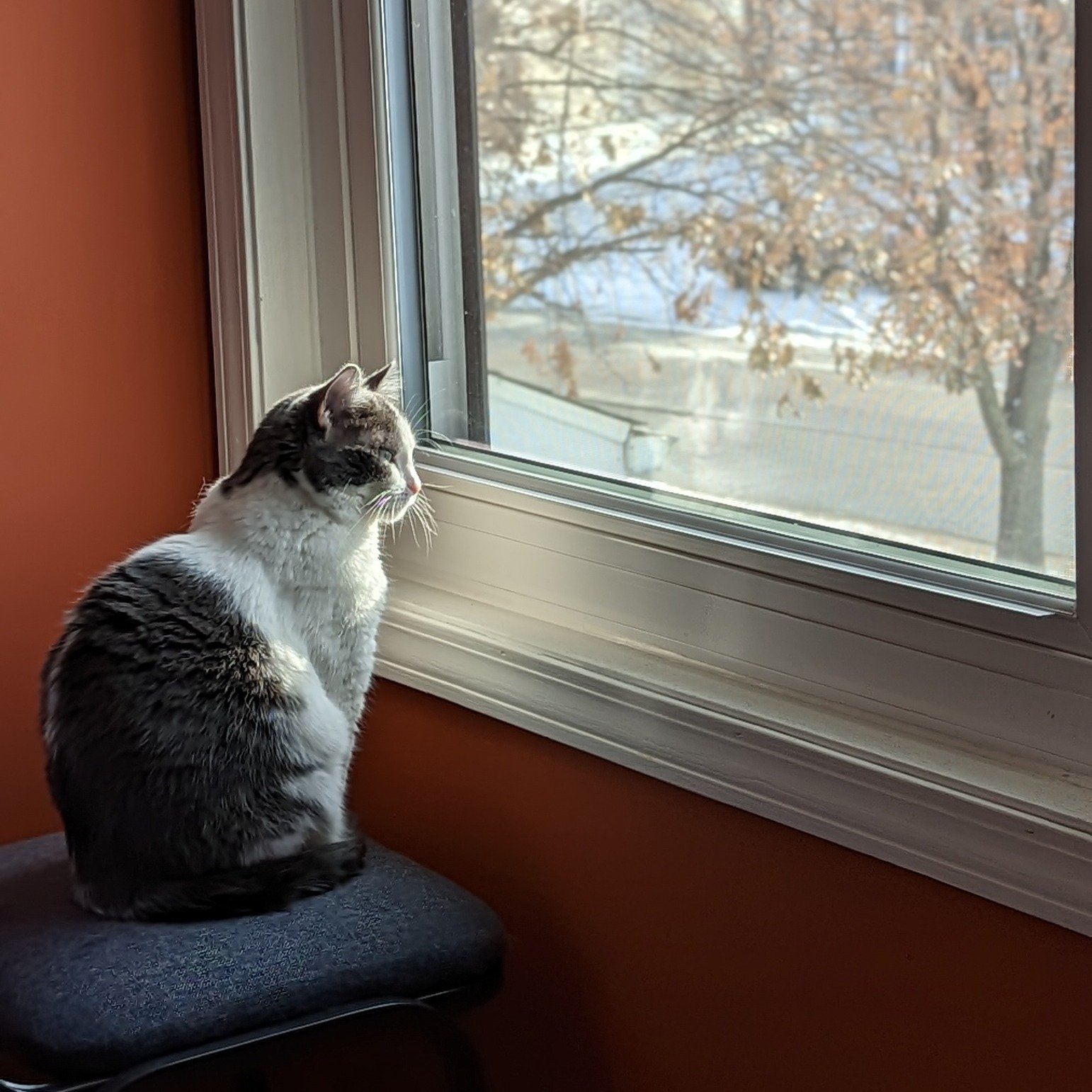 Longing for new books? Come out and see me and other great authors at @brimfieldlibrary's  Local Author Fair on March 21 from 10am-2pm!