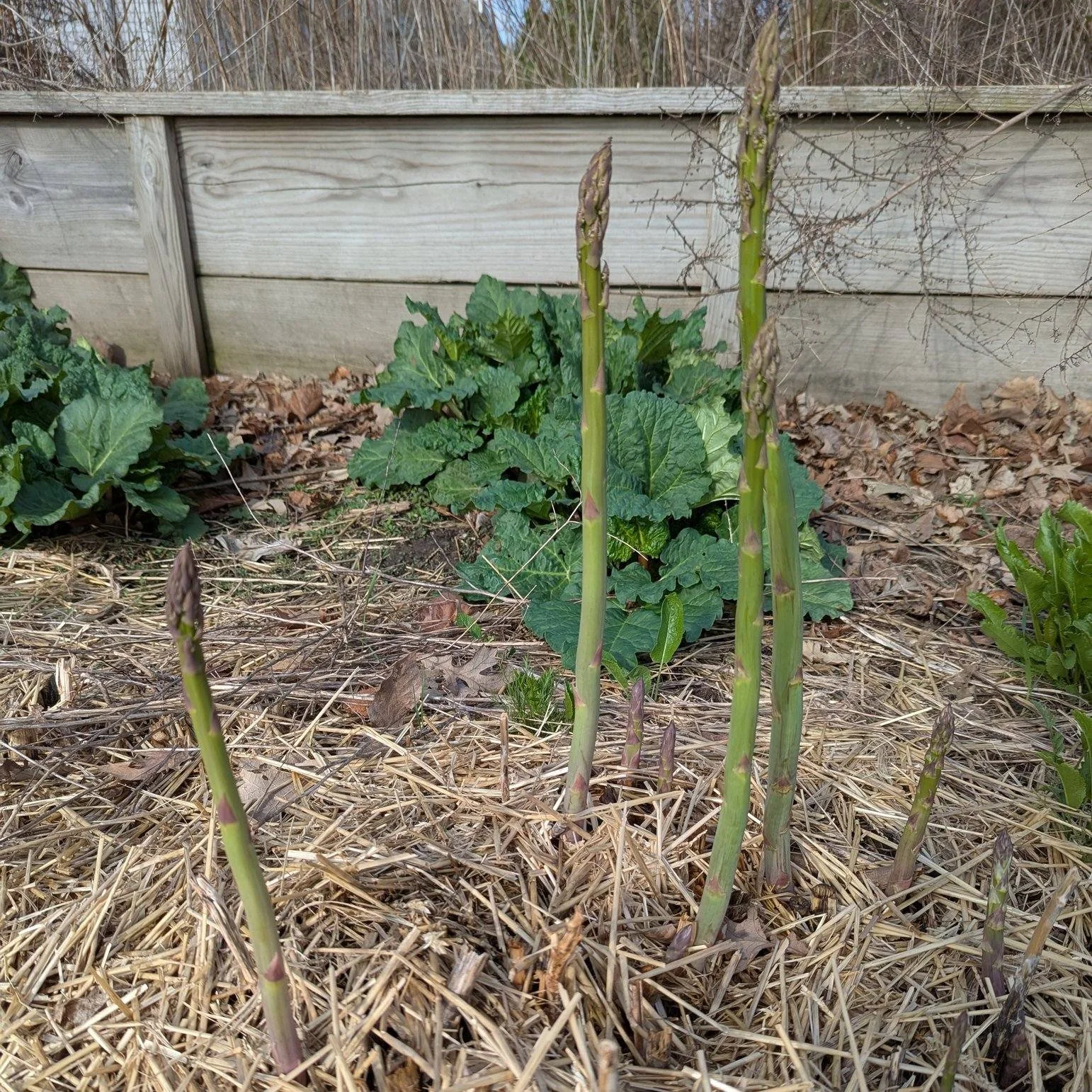 spring is here
the asparagus is tall
grab a new book
read it all

Did you know that "The Elementals" and "Remember Me Tomorrow" are also available as ebooks? Visit the link in my bio to see where to get your own copies!

 #yournex