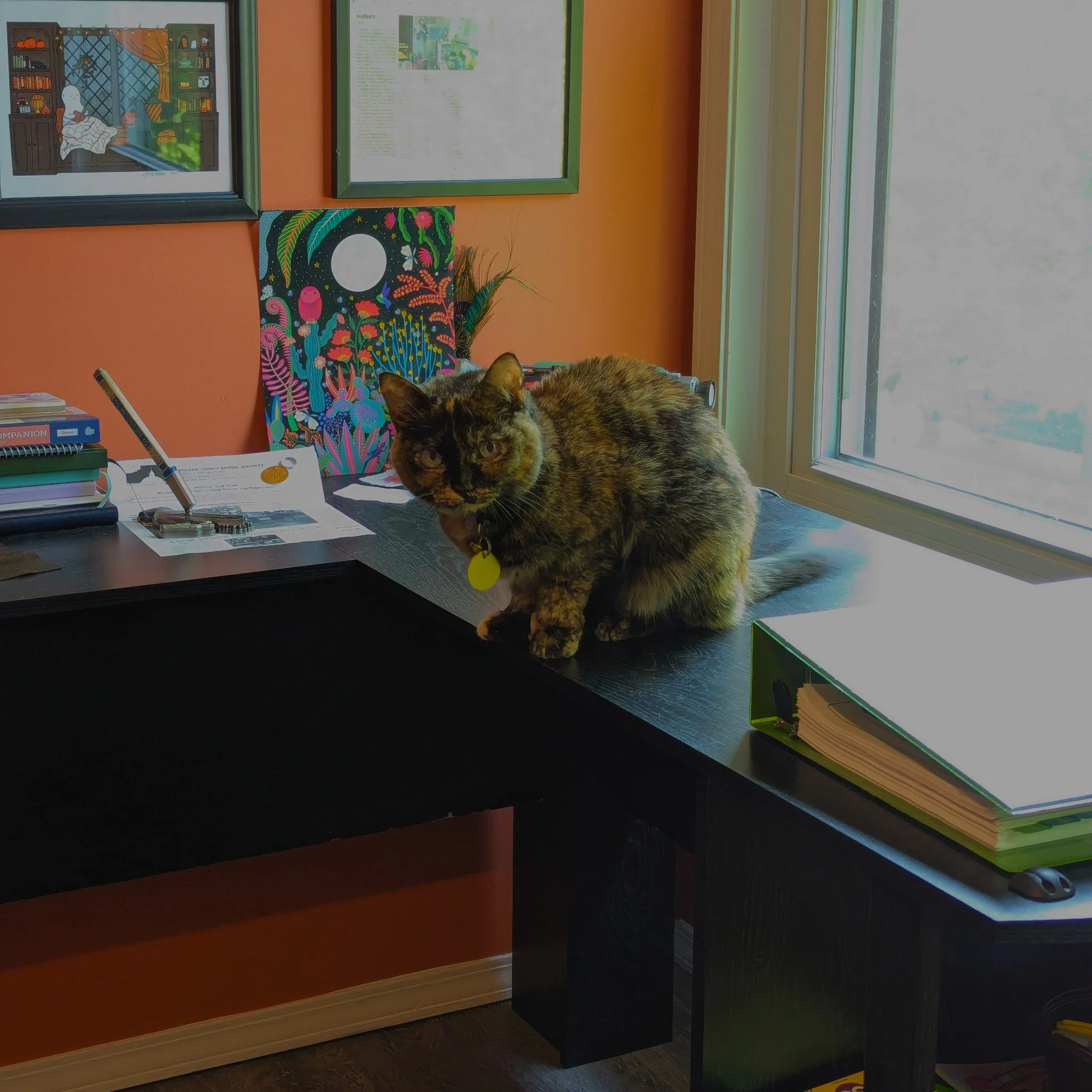 I don't know why I call this my writing desk. It clearly belongs to Kita now.

 #catsofinstagram