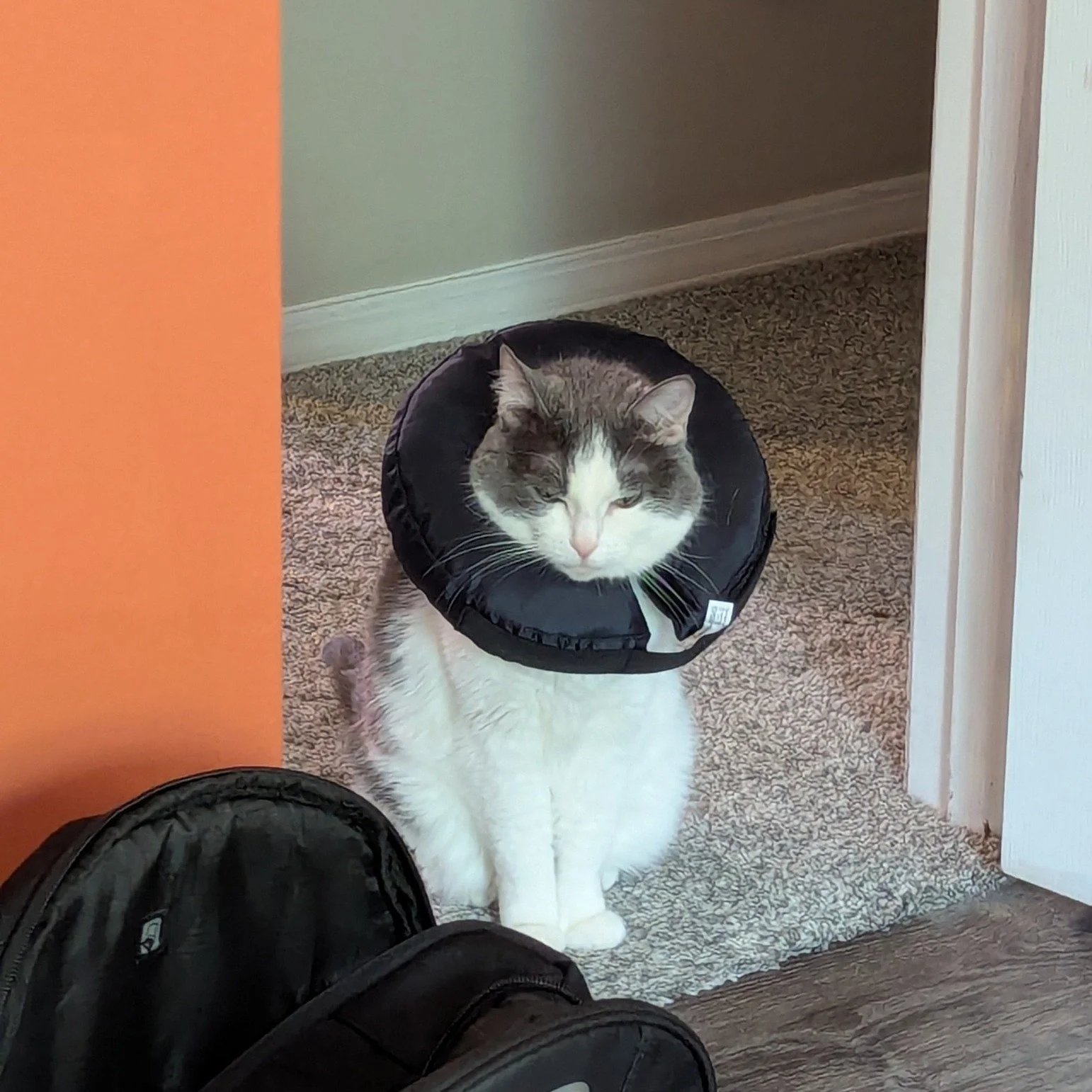 Gabby must wear the donut of shame. She is most displeased.

 #cats #catsofinstagram