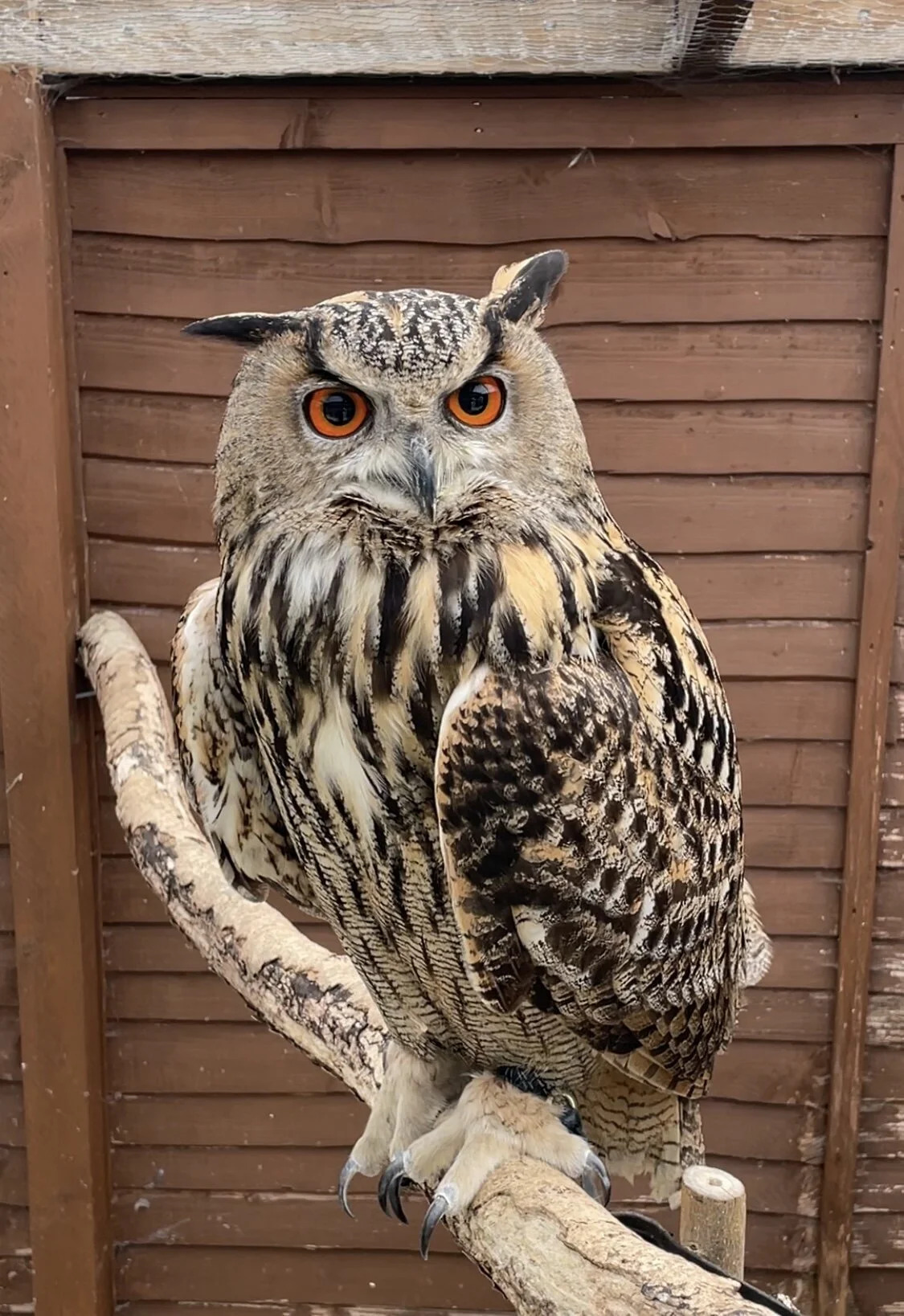 Shop — Huxley's Birds of Prey Centre and Garden - Shop