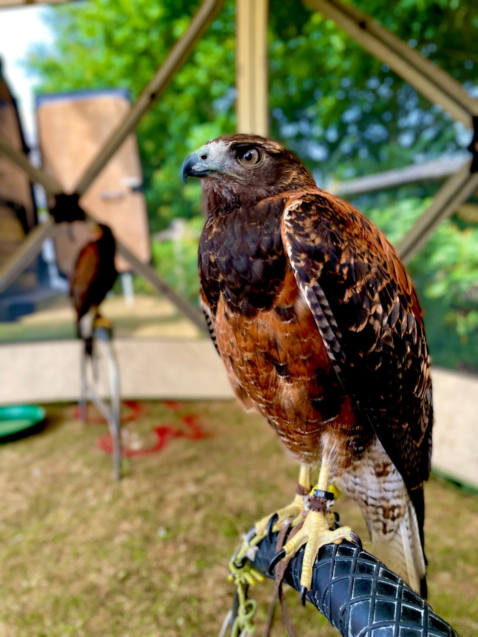Shop — Huxley's Birds of Prey Centre and Garden - Shop