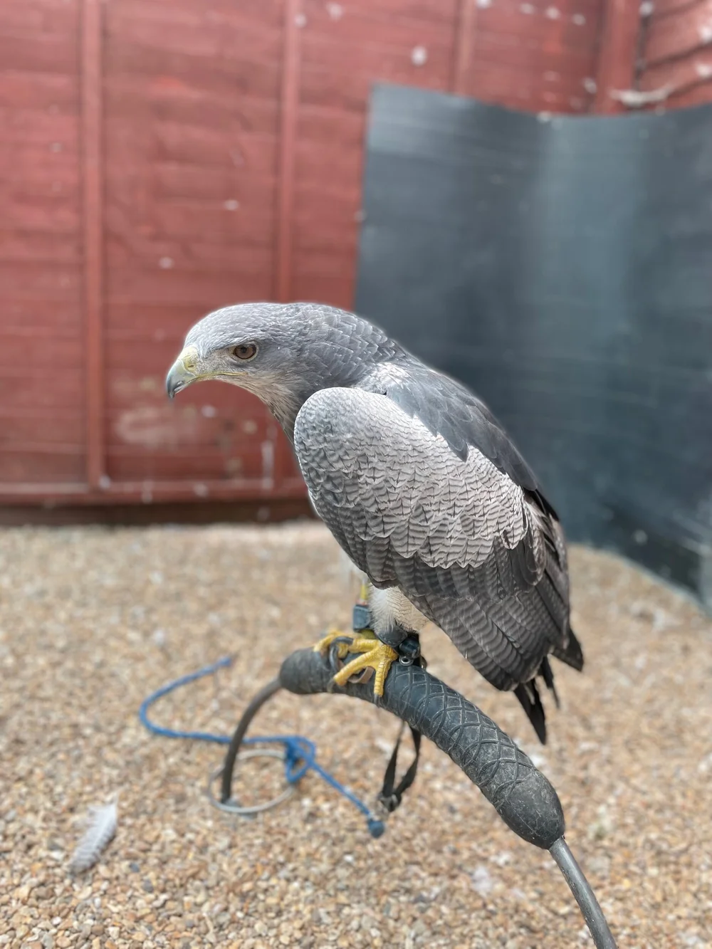 Quasar Female Chillian Blue Eagle 1 Year Huxley s Birds of