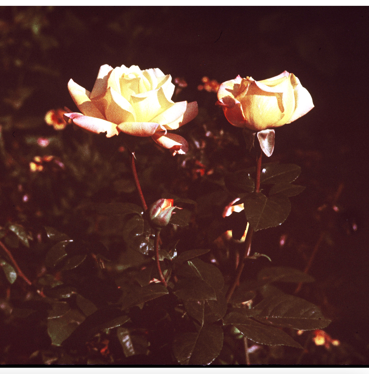 SID_FAP_Roses_2025.jpg