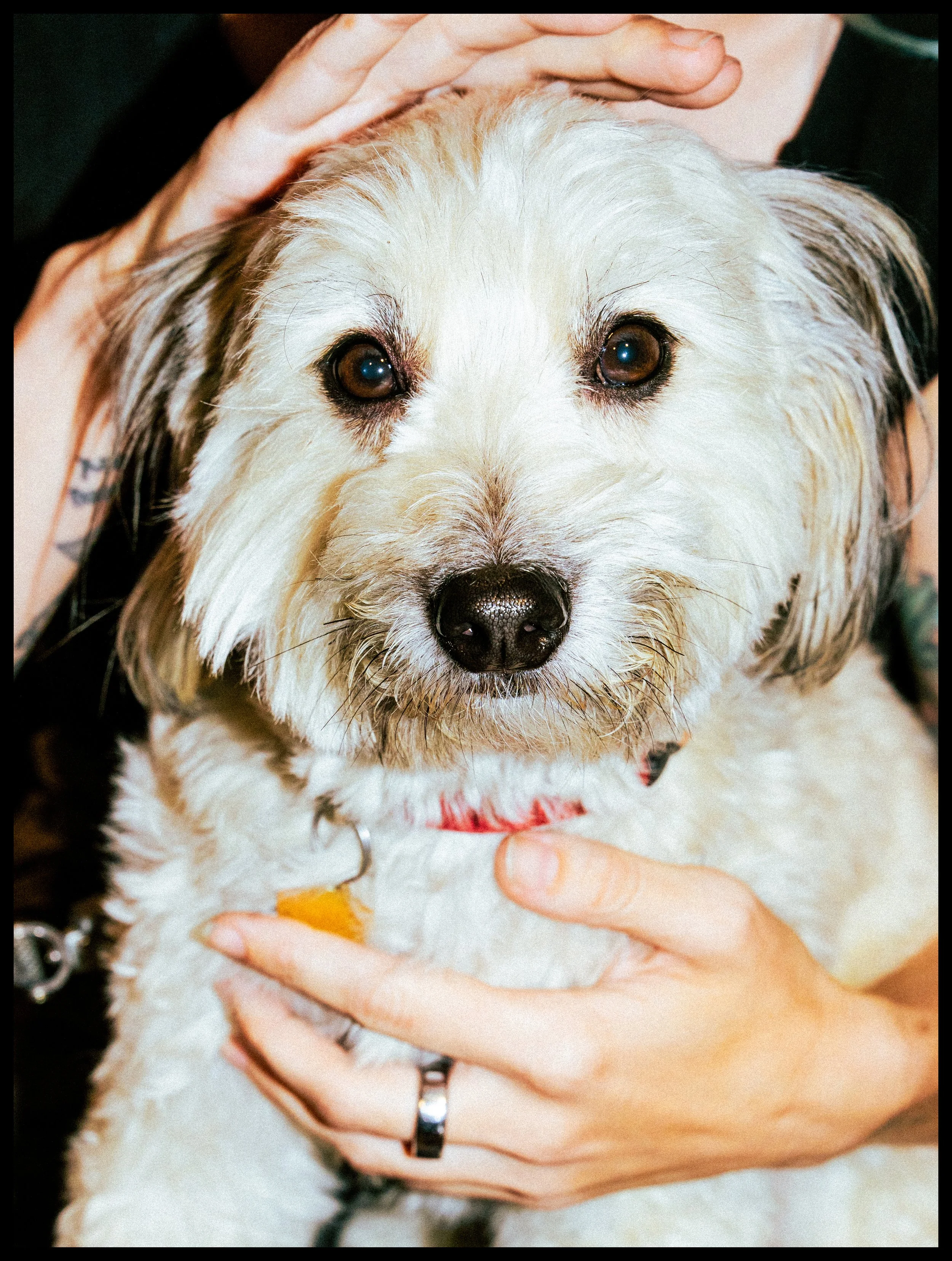 SHEVA-KAFAI-COURTNEY-BARNETT-LA-7.jpg
